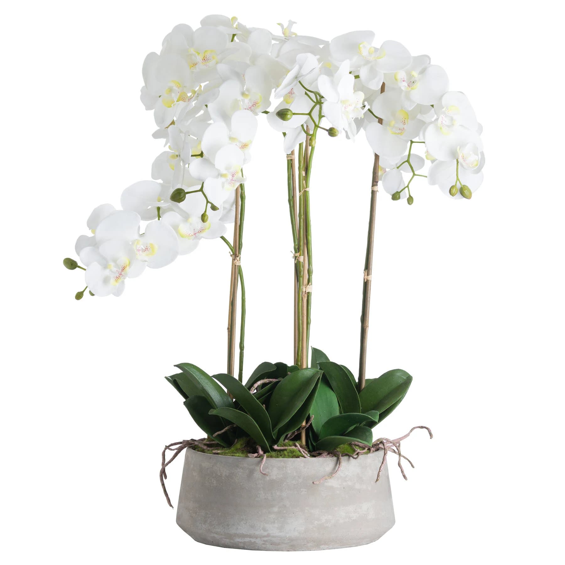 Large White Orchid In Stone Pot - Dining tables, photo 2 of 4