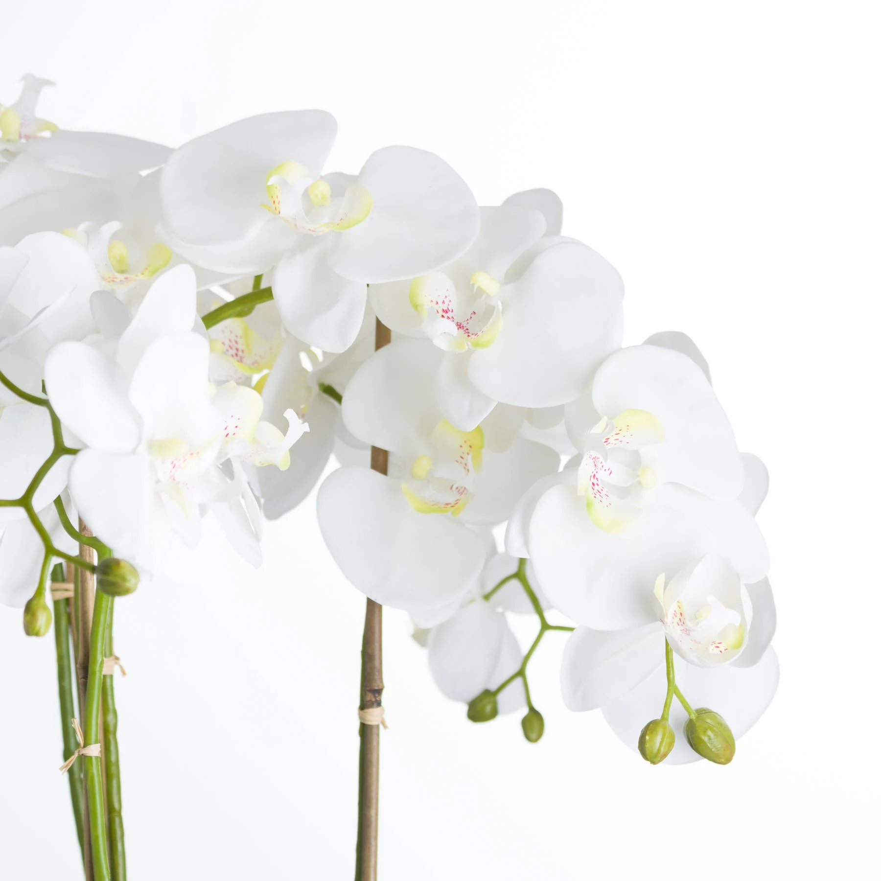Large White Orchid In Stone Pot - Dining tables, photo 3 of 4