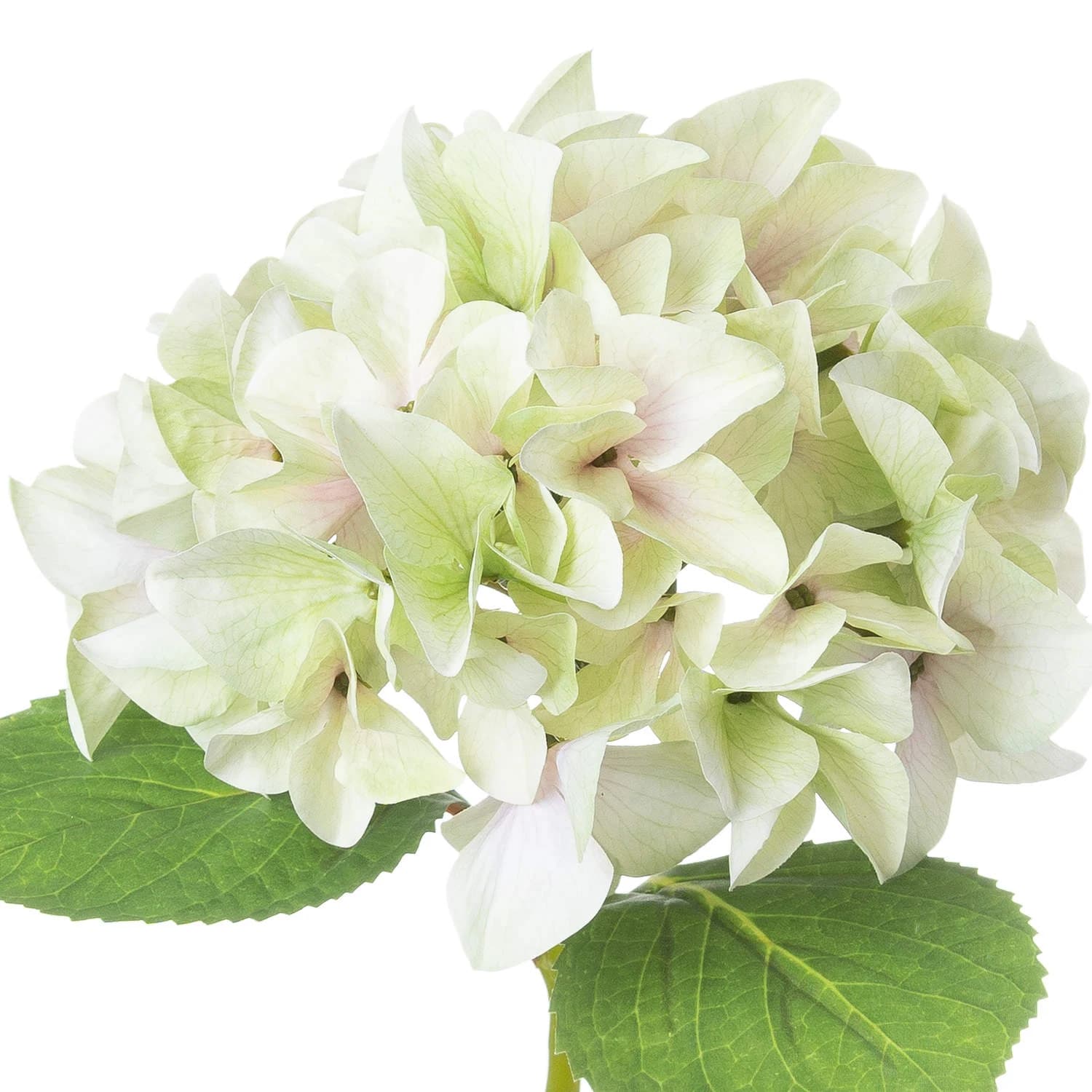 Shabby Green Single Hydrangea — Pack of 5 - Artificial plants & flowers, photo 3 of 4