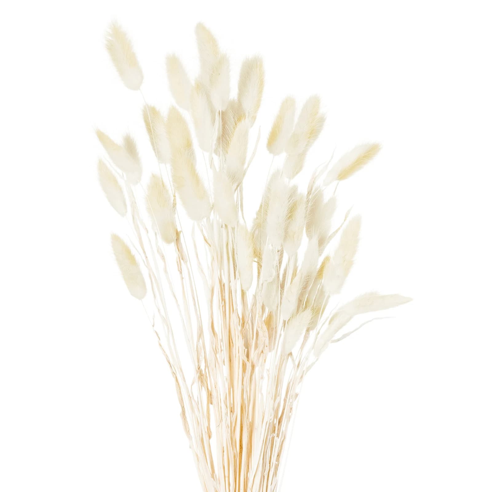 Dried Natural Bunny Tail Bunch Of 40 — Pack of 3 - Artificial plants & flowers, photo 2 of 4