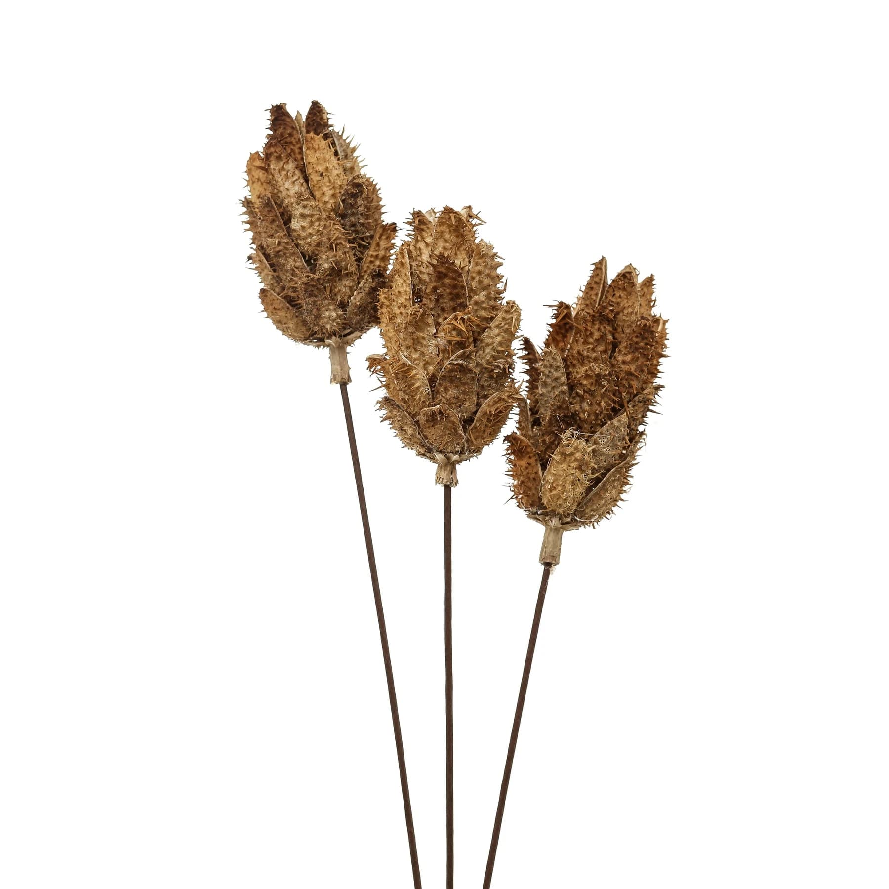 Bouquet Of Dried Protea - Artificial plants & flowers, photo 2 of 5