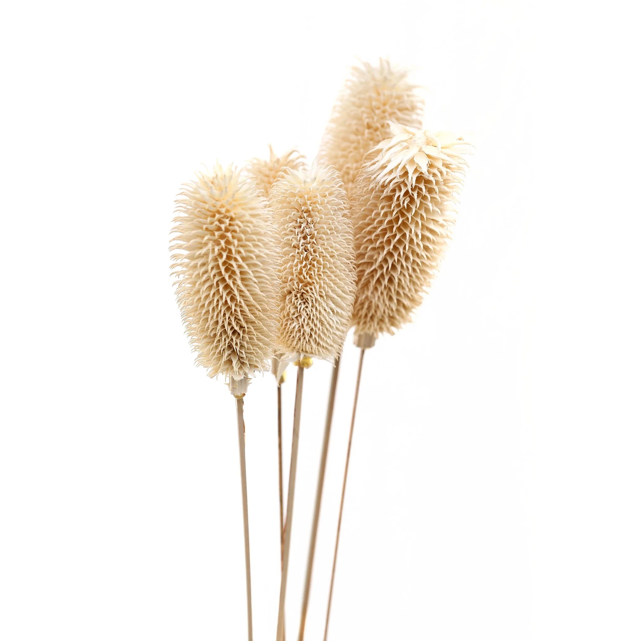 Bouquet Of Dried Tall Thistle - Artificial plants & flowers, photo 2 of 5