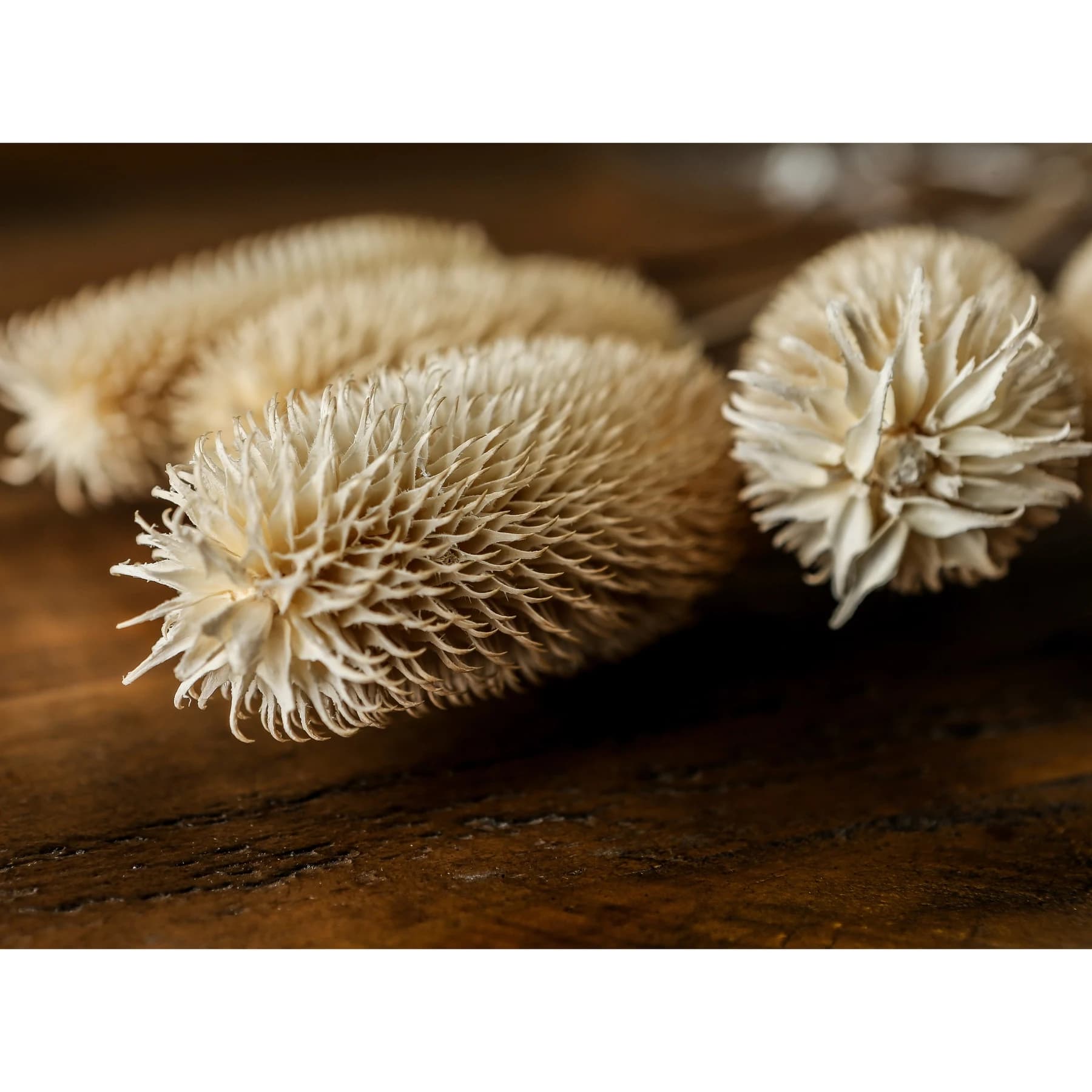 Bouquet Of Dried Tall Thistle - Artificial plants & flowers, photo 4 of 5