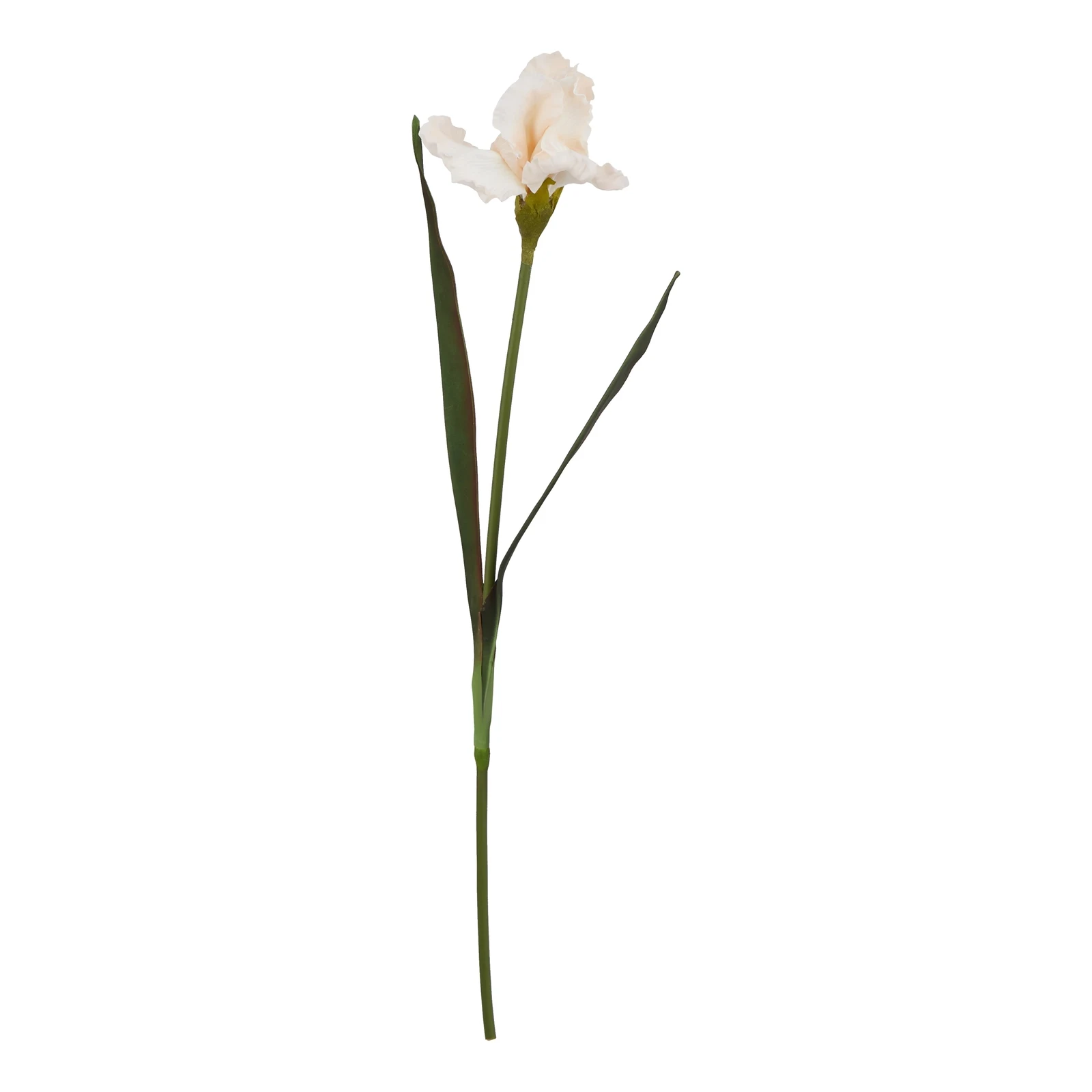 The Natural Garden Collection Pale Apricot Fringed Iris — Pack of 3 - Artificial plants & flowers, photo 3 of 5