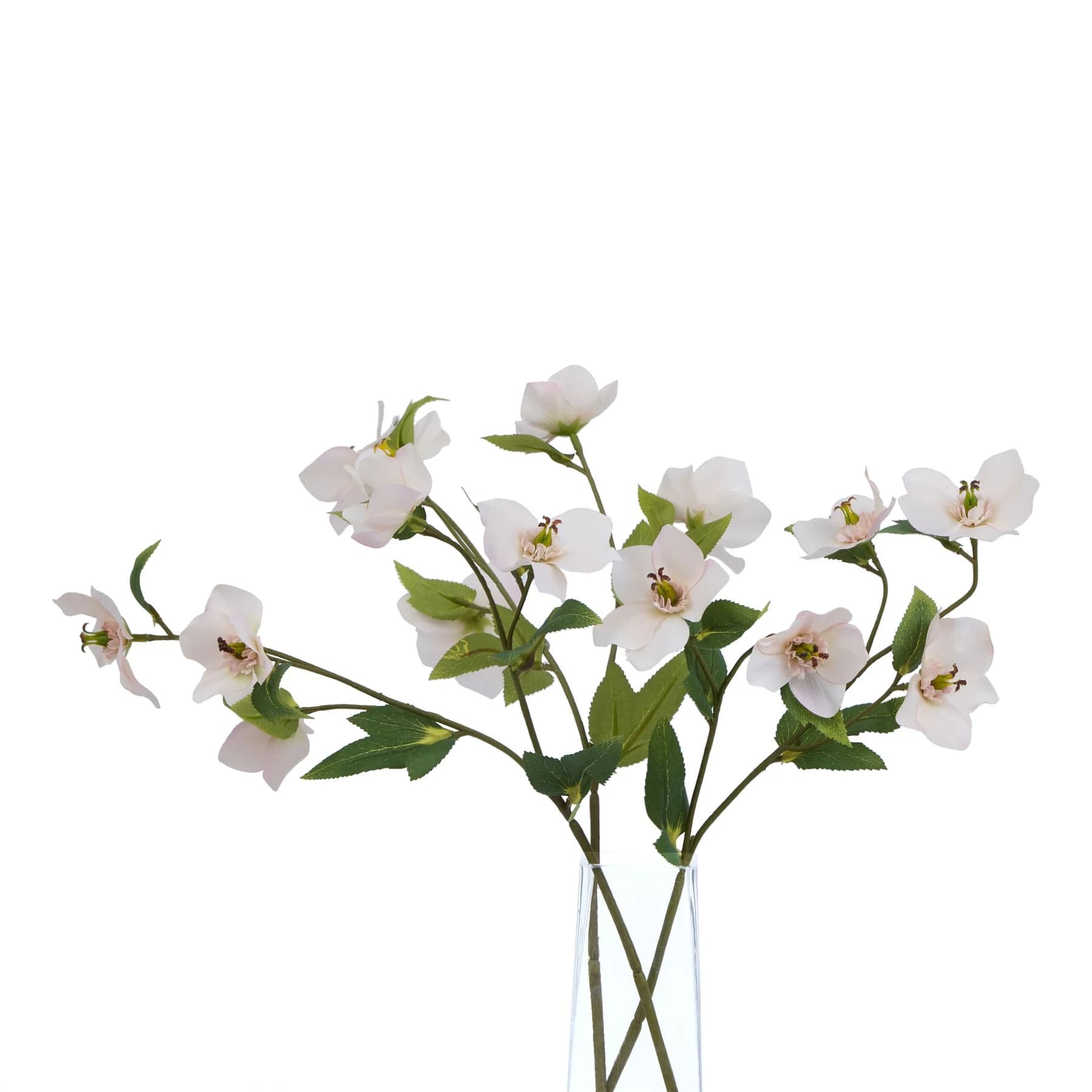 The Natural Garden Collection Pale Apricot Hellibore — Pack of 5 - Artificial plants & flowers, photo 3 of 3