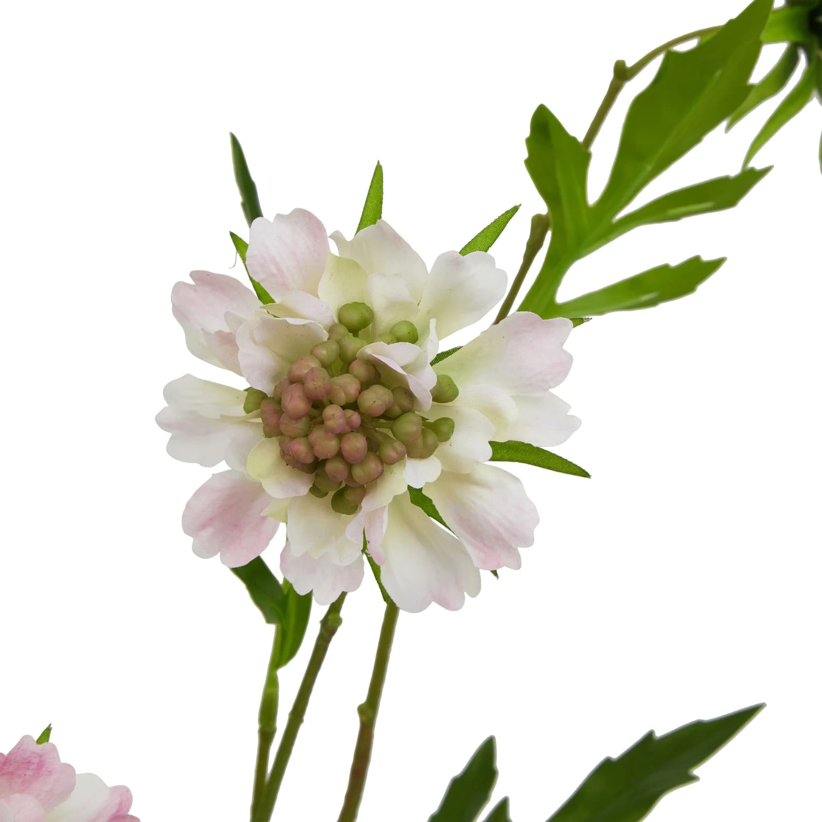 The Natural Garden Collection Pale Pink Scabious Stem — Pack of 5 - Artificial plants & flowers, photo 4 of 5