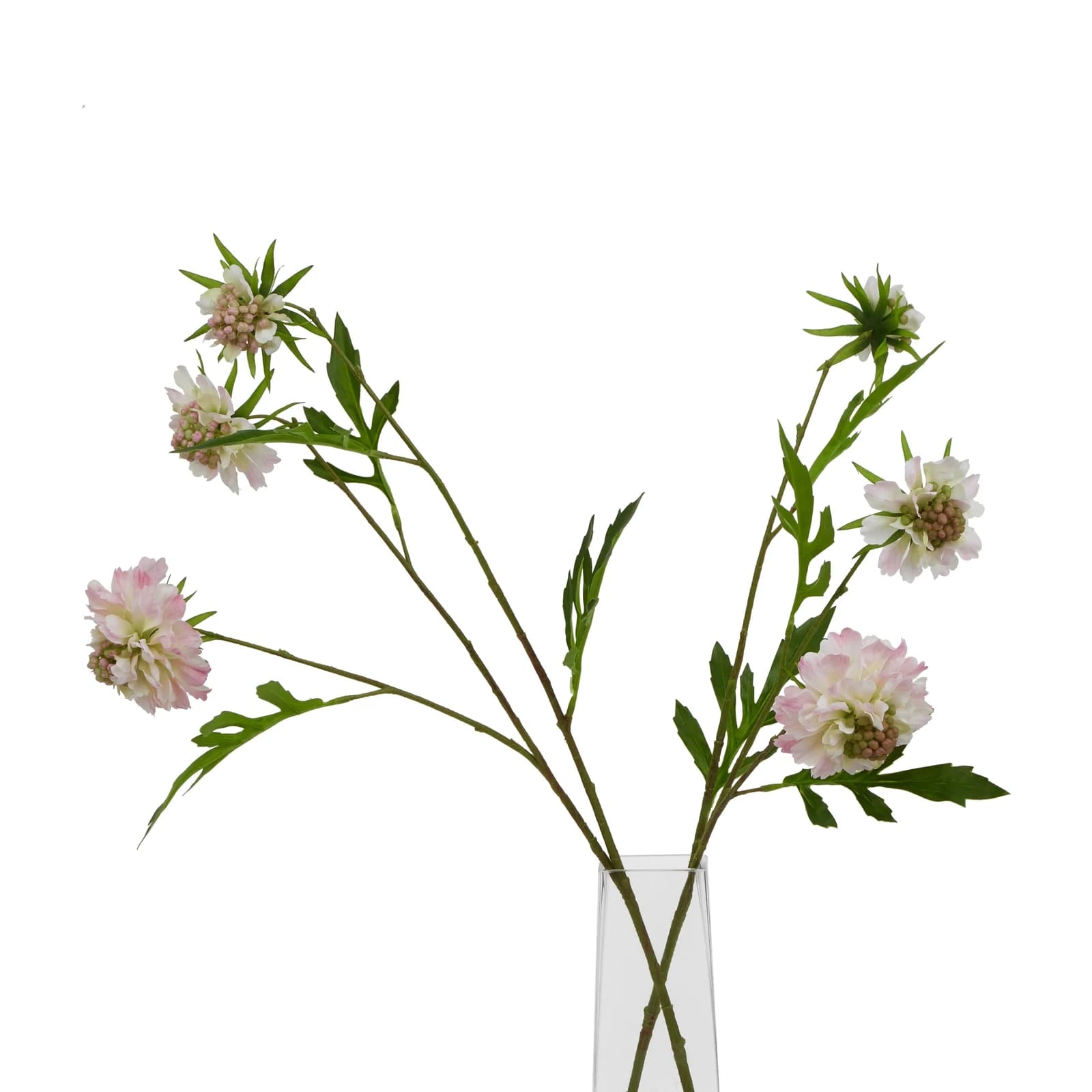 The Natural Garden Collection Pale Pink Scabious Stem — Pack of 5 - Artificial plants & flowers, photo 5 of 5