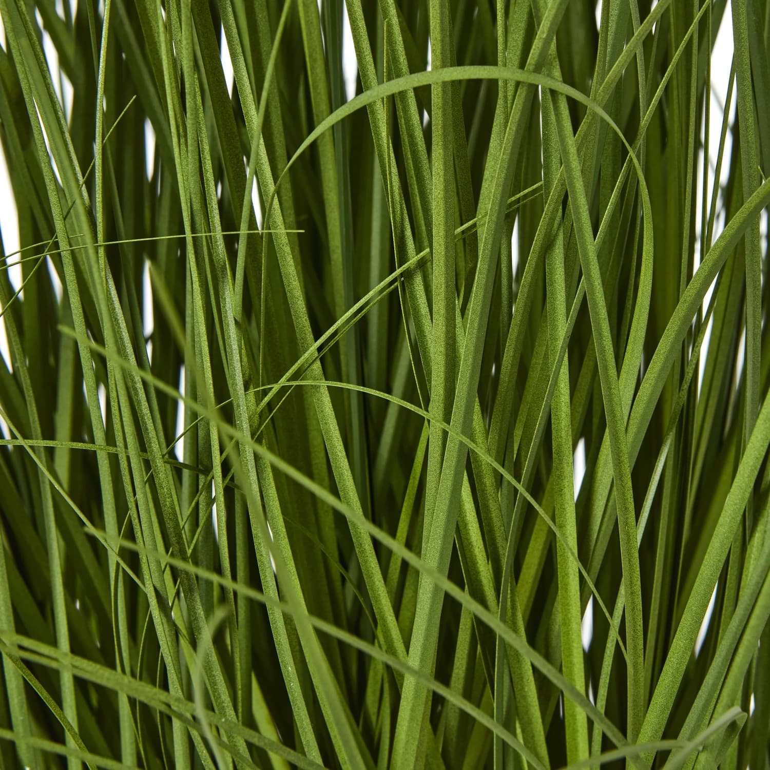 Large White Allium Plant In Pot - Decorative, photo 3 of 4