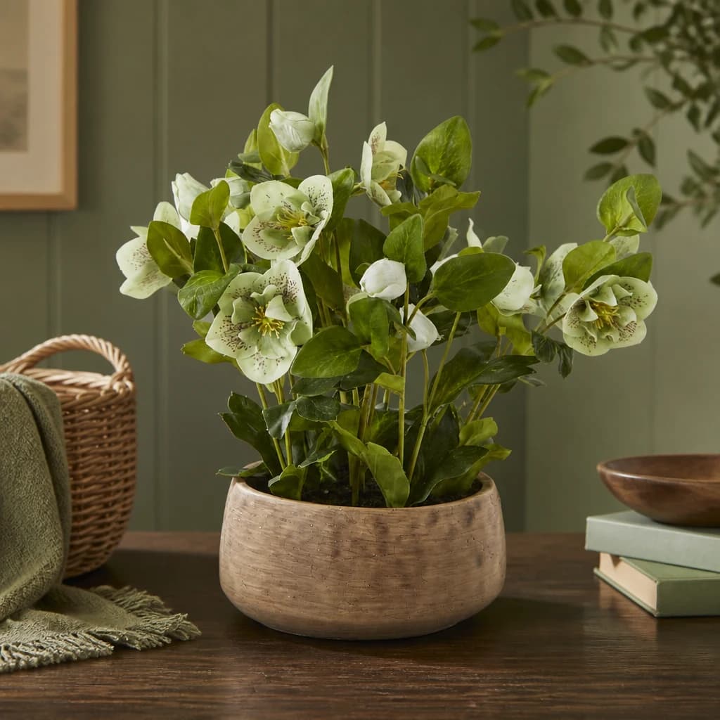 Green Hellebore Plant In Taupe Pot - Decorative, photo 1 of 5