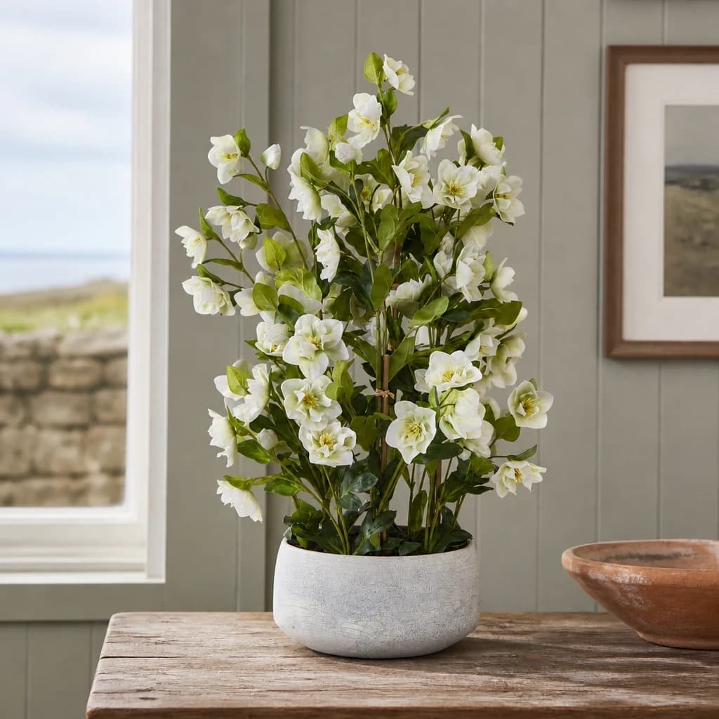 Large White Hellebore In Grey Pot