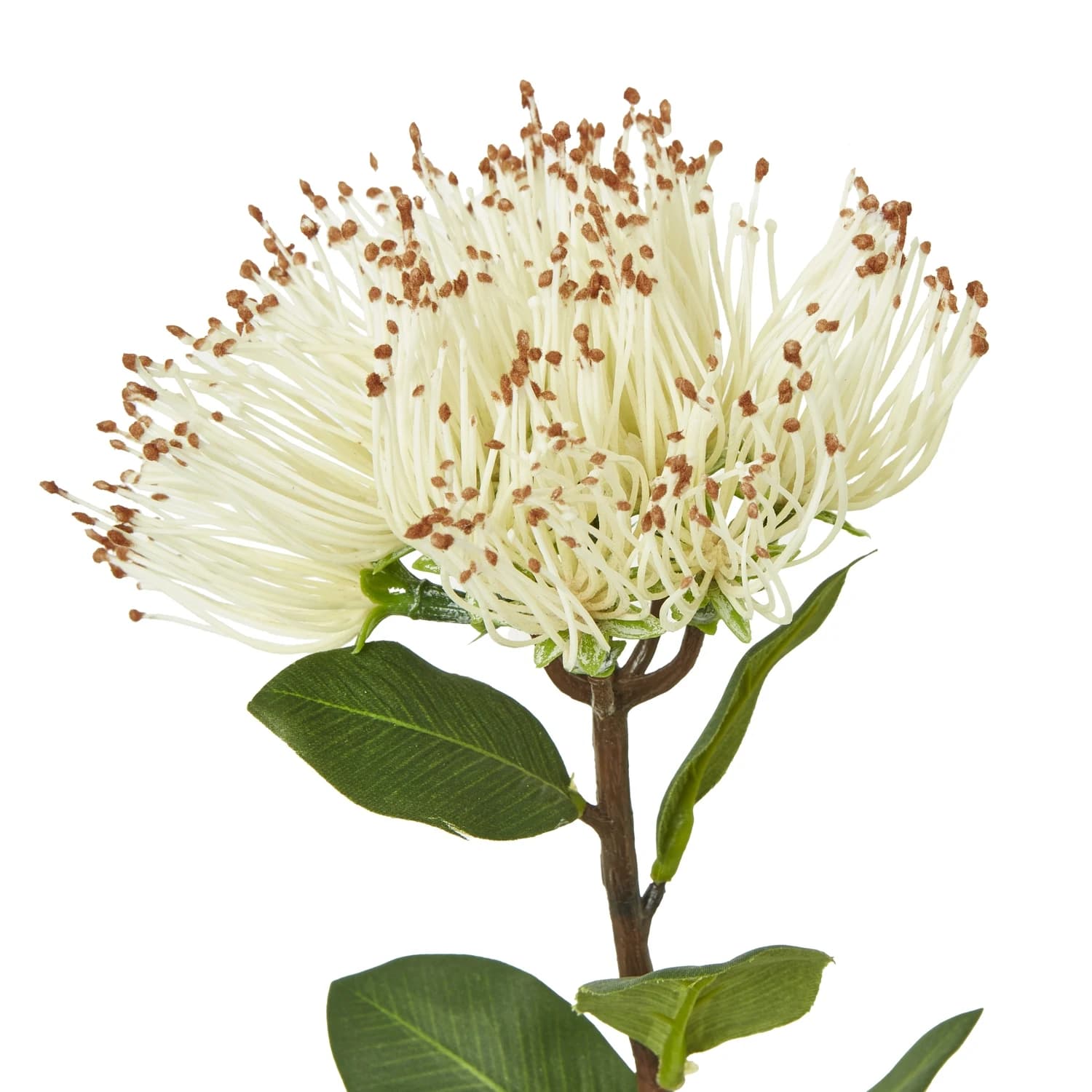 Cream Protea Nitida Stem — Pack of 5 - Artificial plants & flowers, photo 2 of 5