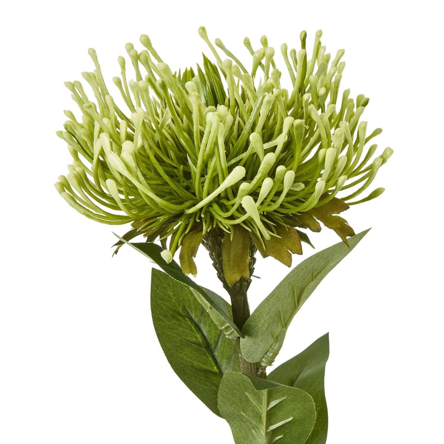 Green Protea Lorea Stem — Pack of 5 - Artificial plants & flowers, photo 2 of 5
