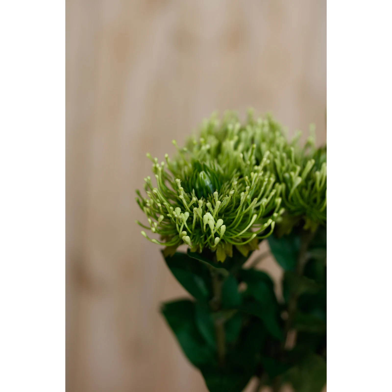 Green Protea Lorea Stem — Pack of 5 - Artificial plants & flowers, photo 5 of 5