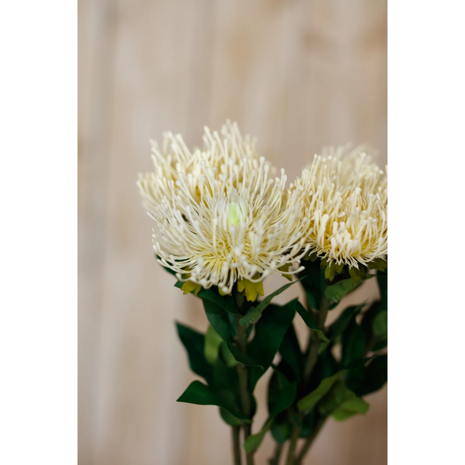Cream Protea Lorea Stem — Pack of 5 - Artificial plants & flowers, photo 5 of 5