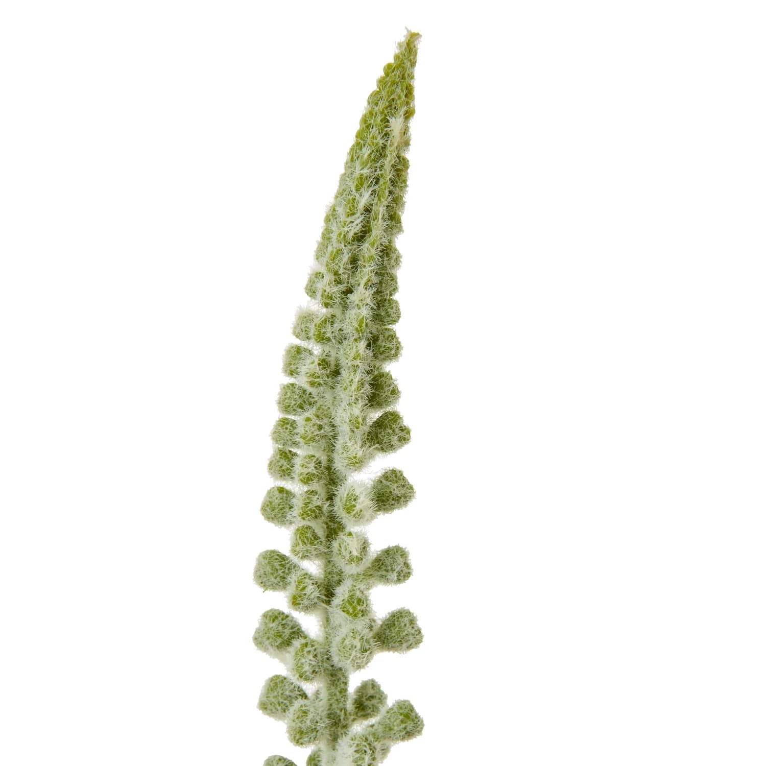 White Eremurus Stem — Pack of 5 - Artificial plants & flowers, photo 2 of 3