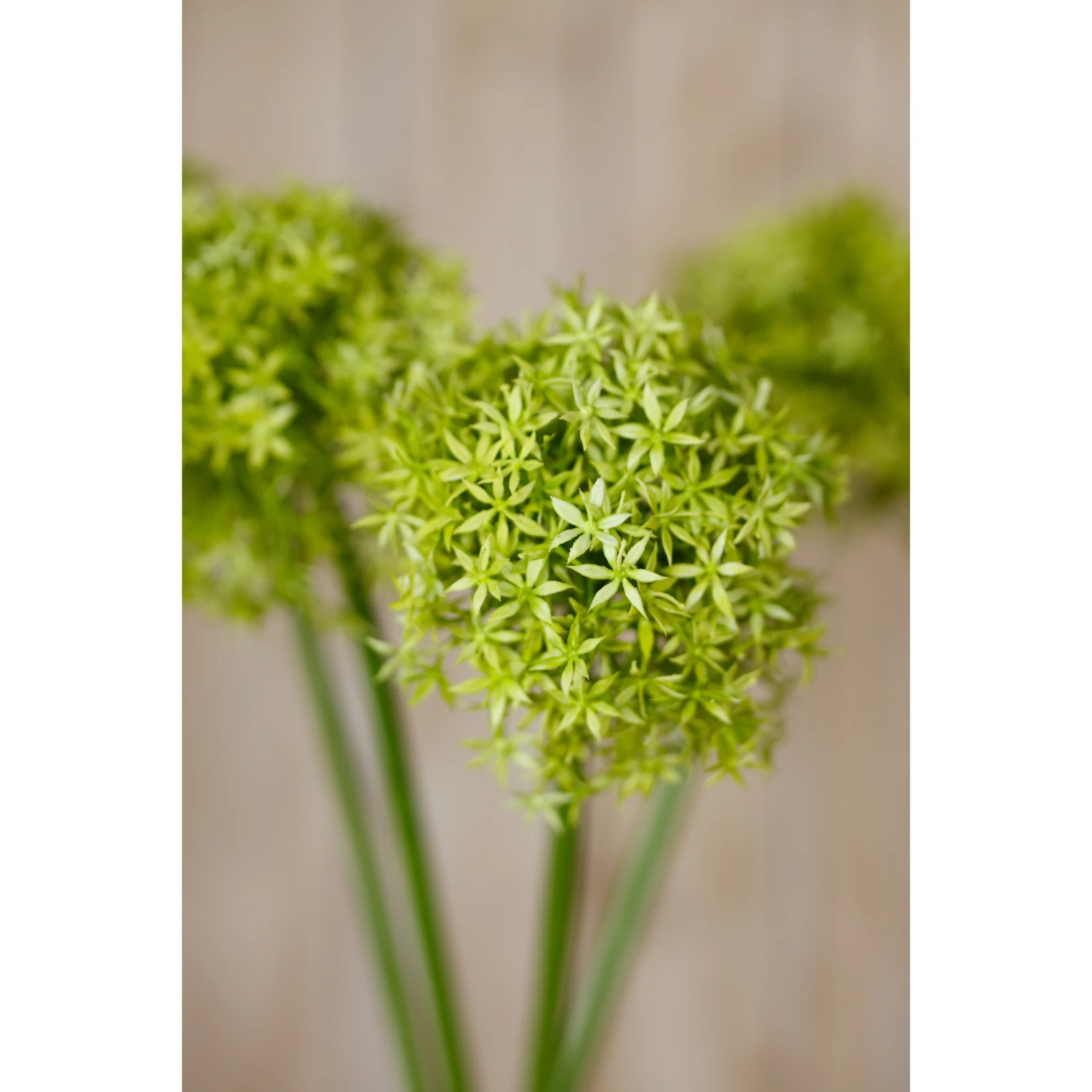 Green Giant Allium Stem — Pack of 3 - Artificial plants & flowers, photo 5 of 5