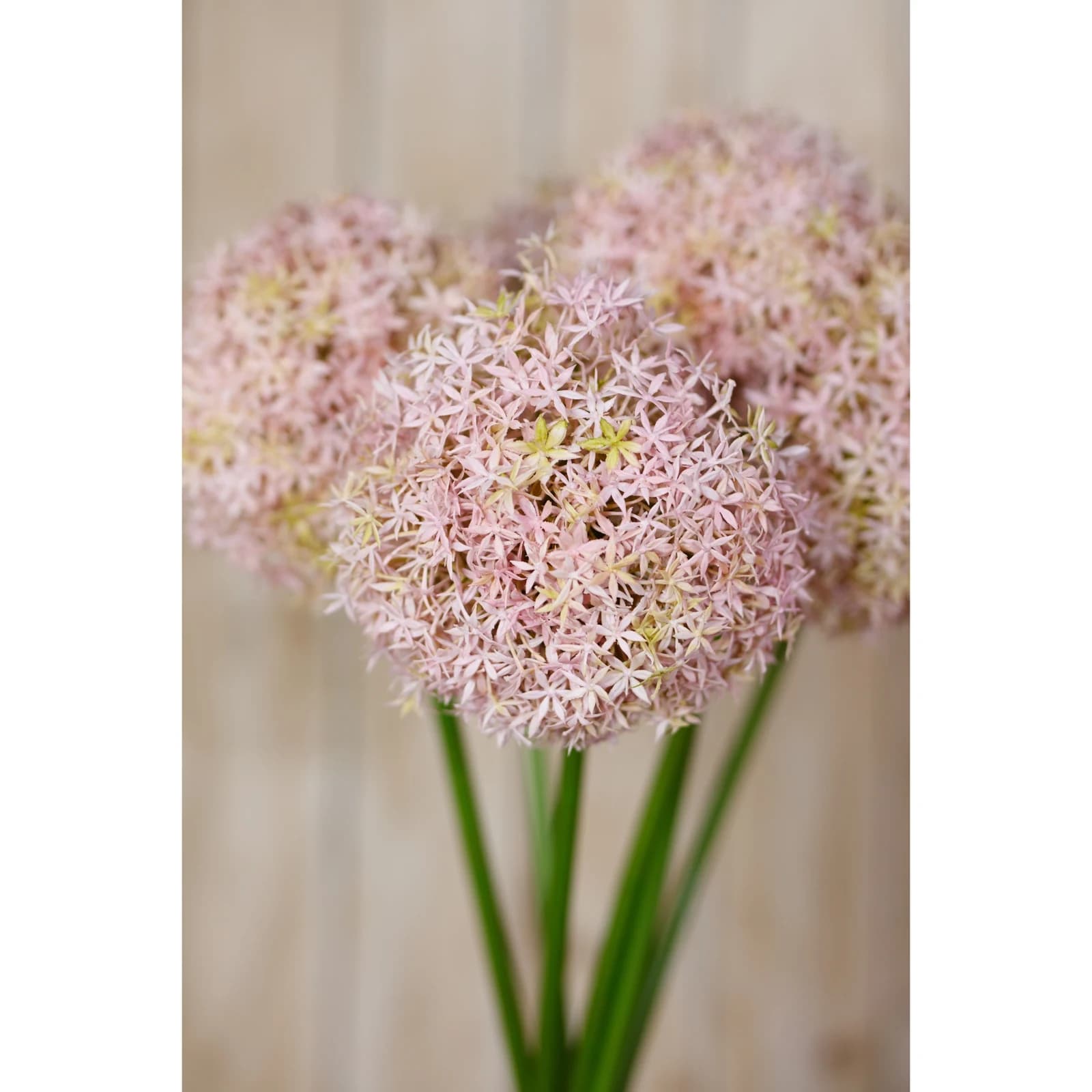Lilac Medium Allium Stem — Pack of 5 - Artificial plants & flowers, photo 5 of 5