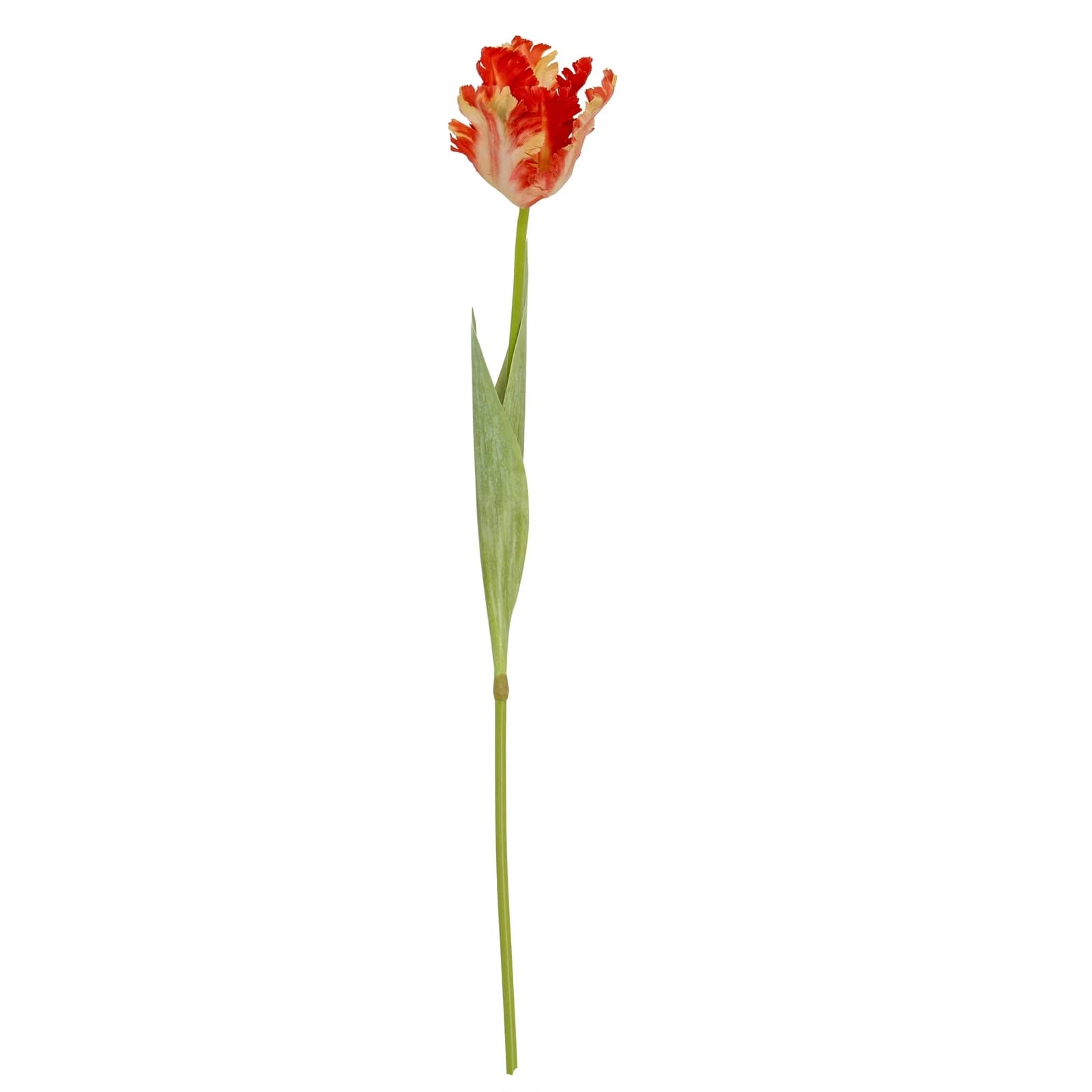 Flame Orange Parrot Tulip — Pack of 5 - Artificial plants & flowers, photo 4 of 5