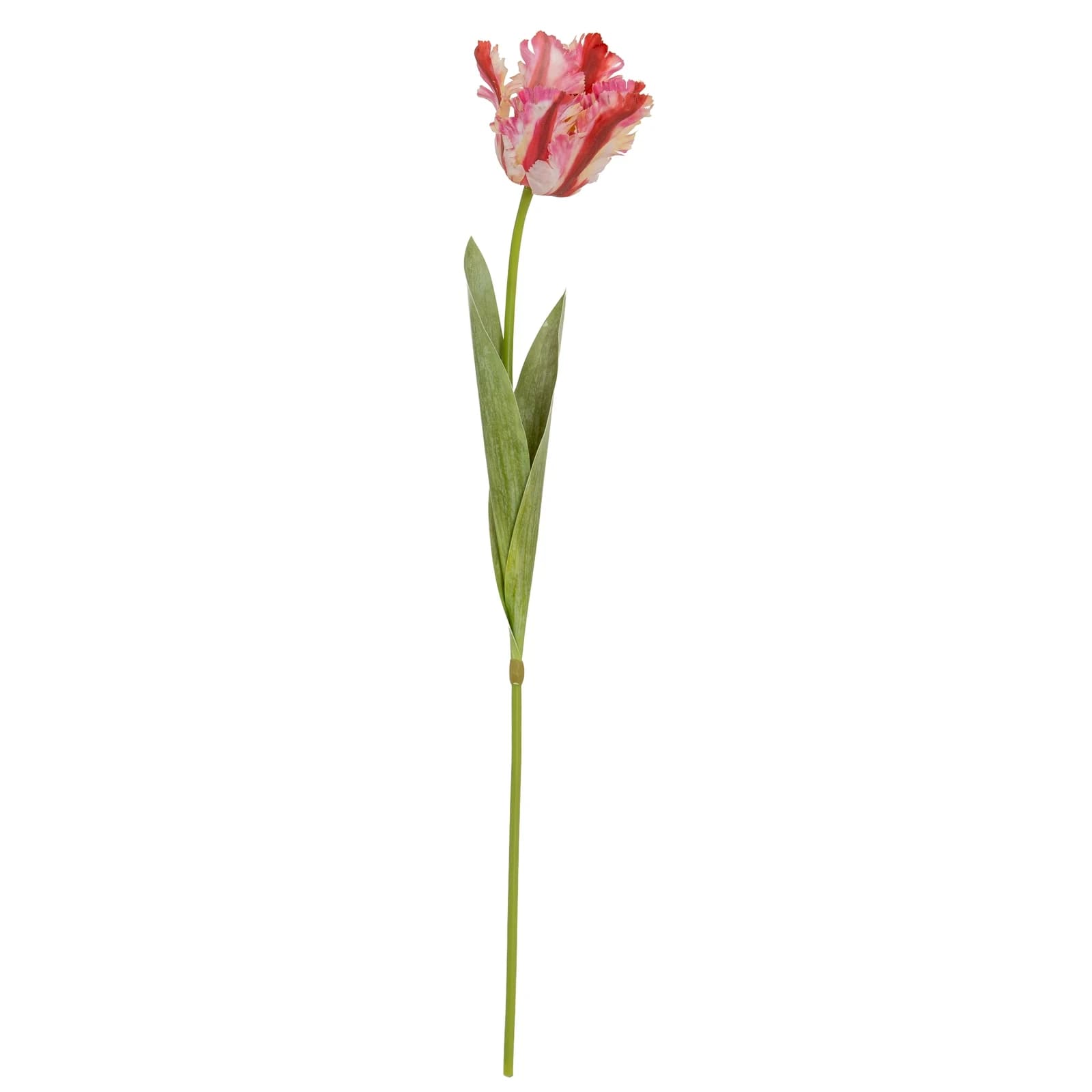 Multi Pink Parrot Tulip — Pack of 5 - Artificial plants & flowers, photo 4 of 5