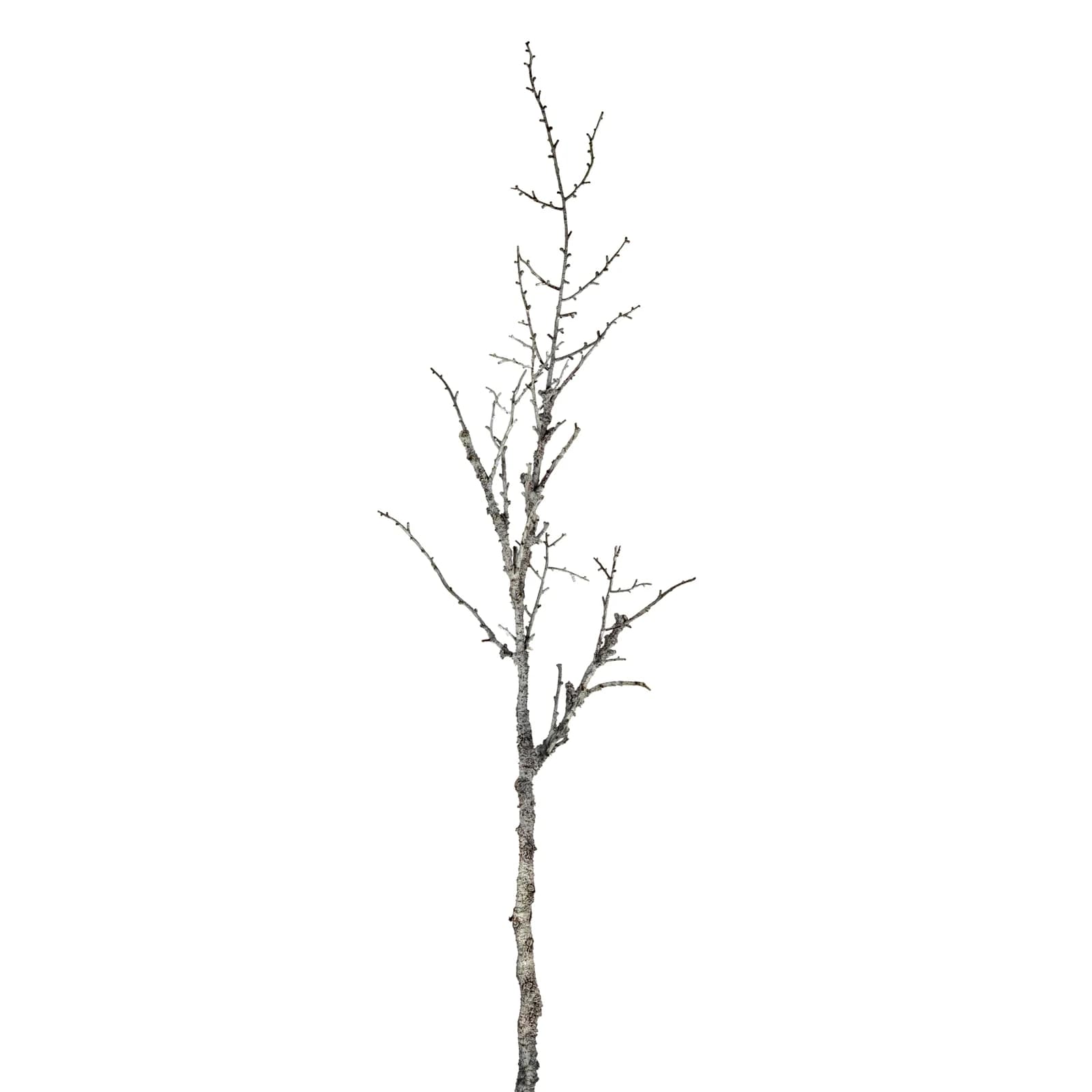 Snowy Winter Woodland Branch — Pack of 5 - Artificial plants & flowers, photo 2 of 3