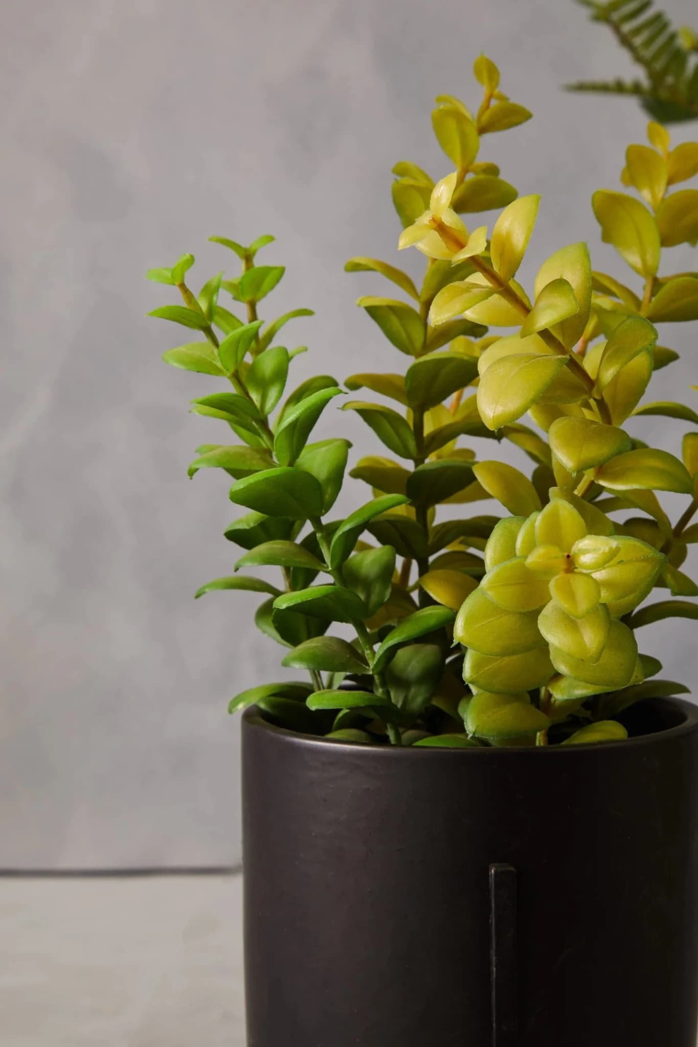 Fiori Thyme in Black Pot with Stand - Decorative, photo 4 of 7