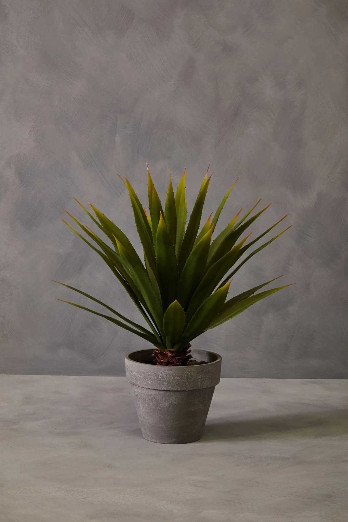 Fiori Agave Succulent in Grey Cement Effect Pot - Decorative, photo 6 of 7