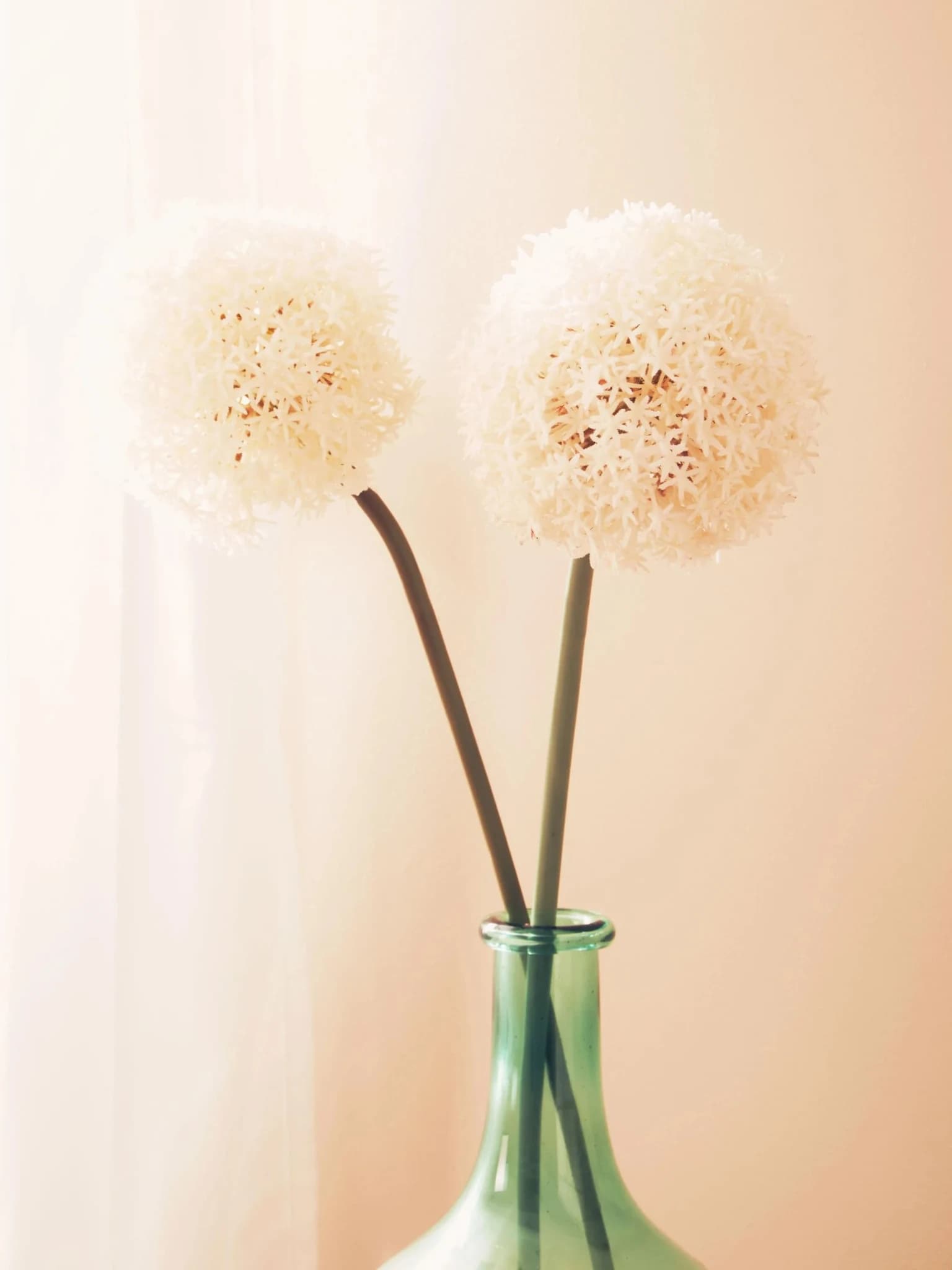 Fiori Ivory Allium Flower Stem - Decorative, photo 3 of 8