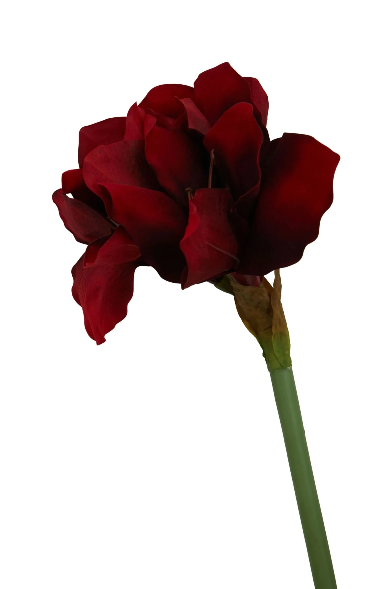 Fiori Burgundy Amarylilis Flower Stem - Decorative, photo 7 of 7