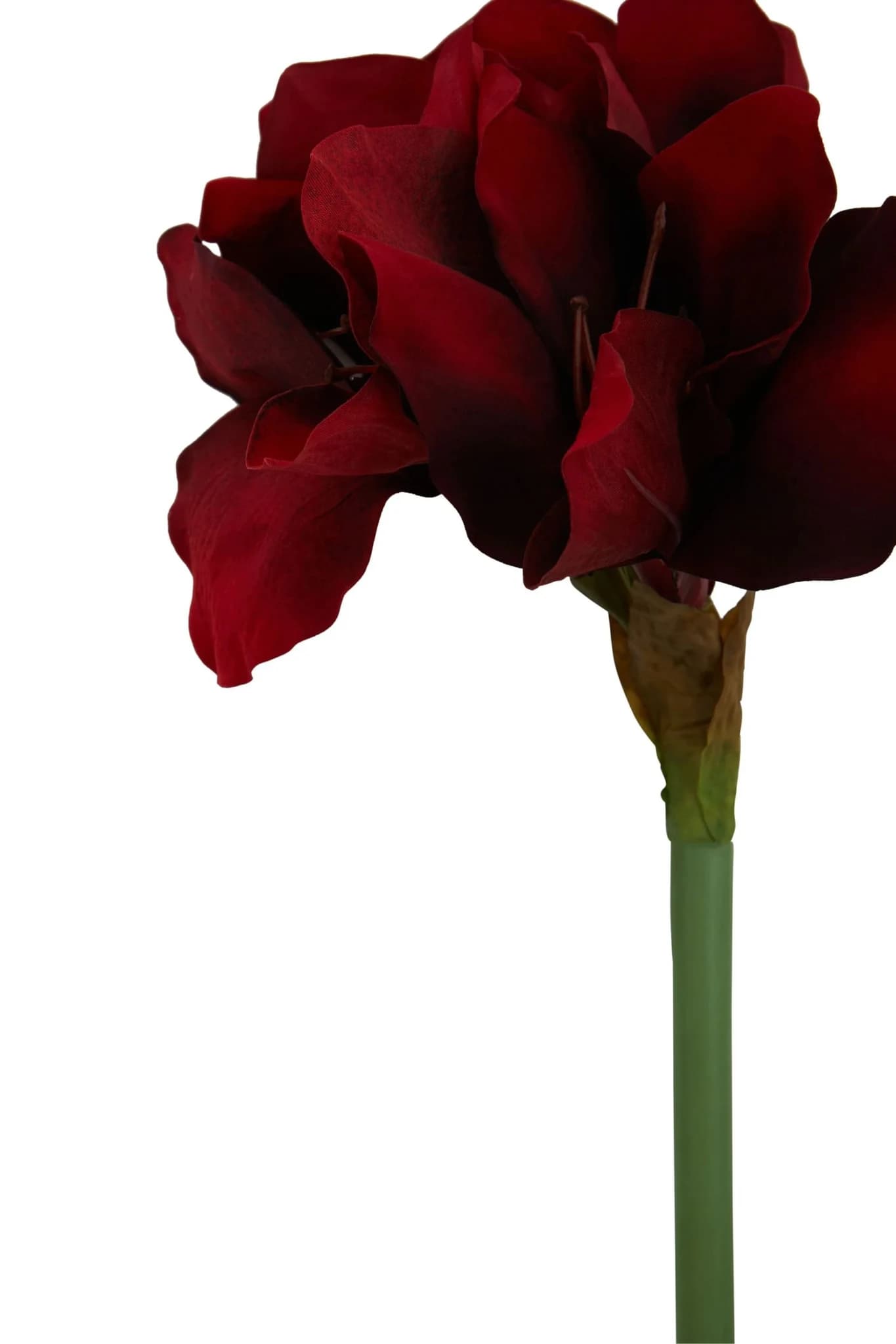 Fiori Burgundy Amarylilis Flower Stem - Decorative, photo 6 of 7