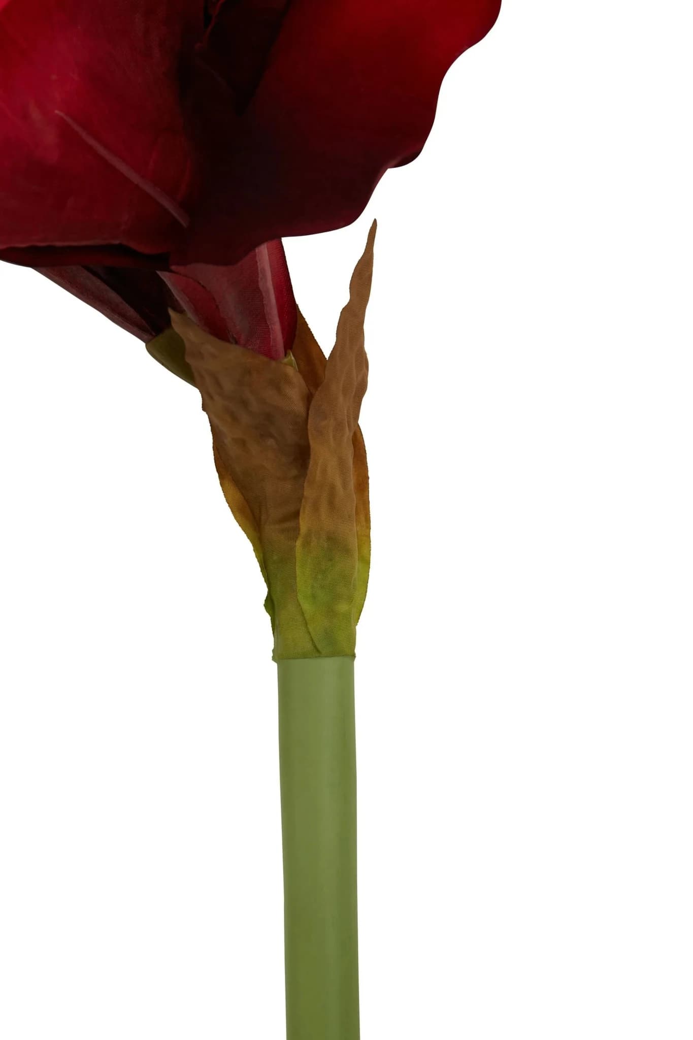 Fiori Burgundy Amarylilis Flower Stem - Decorative, photo 4 of 7