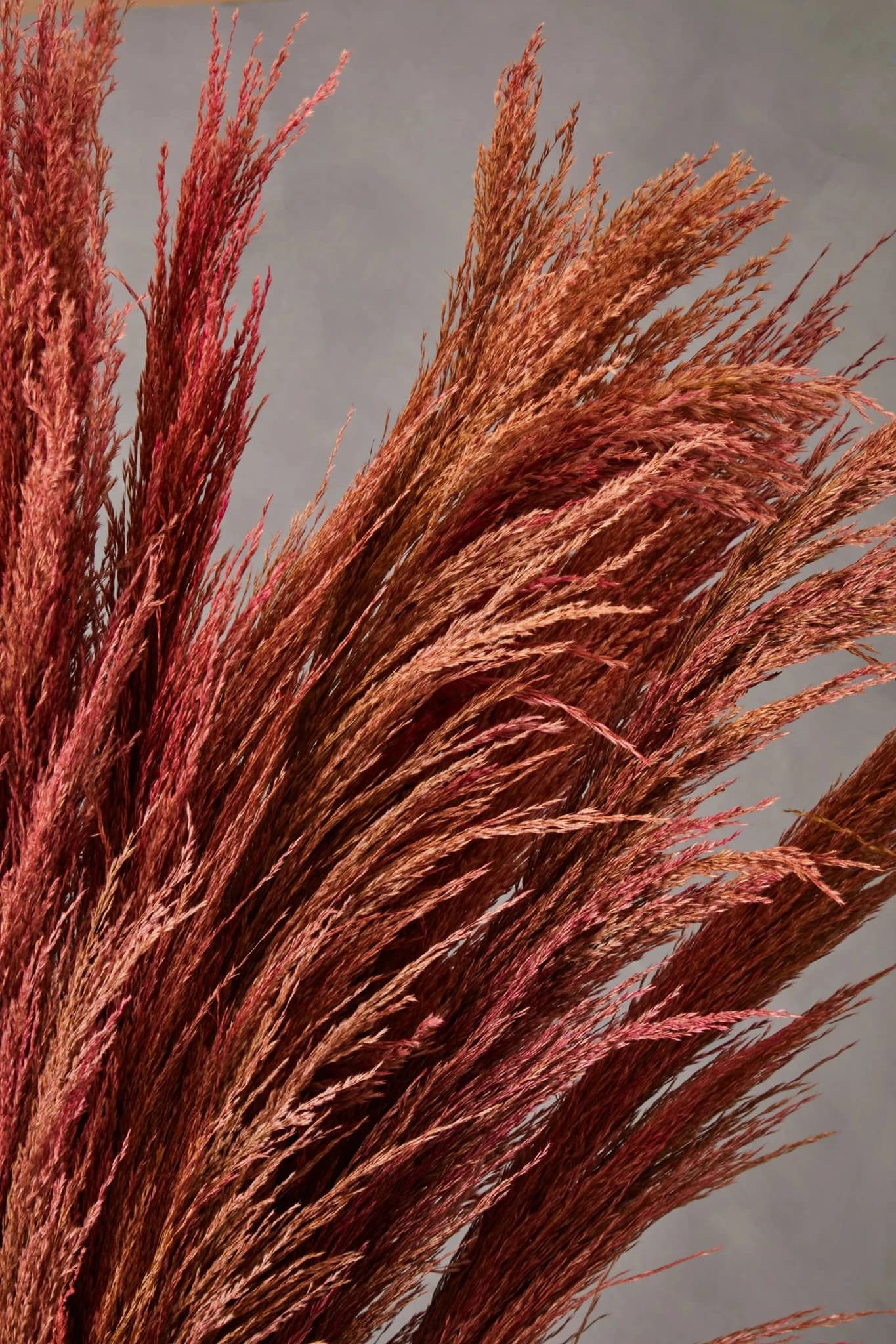 Fiori Tall Pink Pampas Grass Stem - Decorative, photo 4 of 8