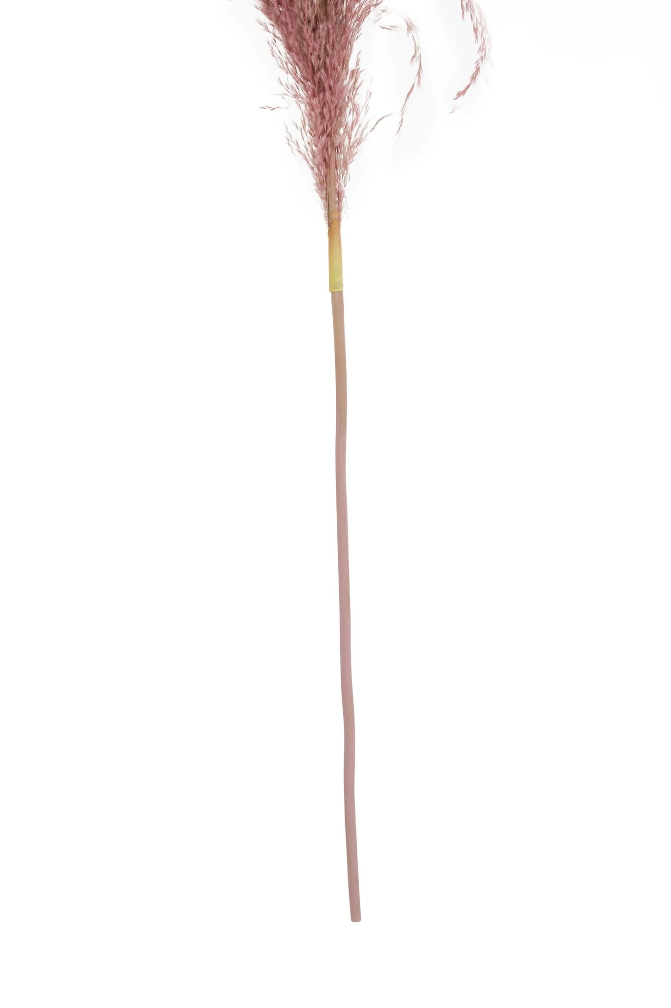 Fiori Tall Pink Pampas Grass Stem - Decorative, photo 7 of 8