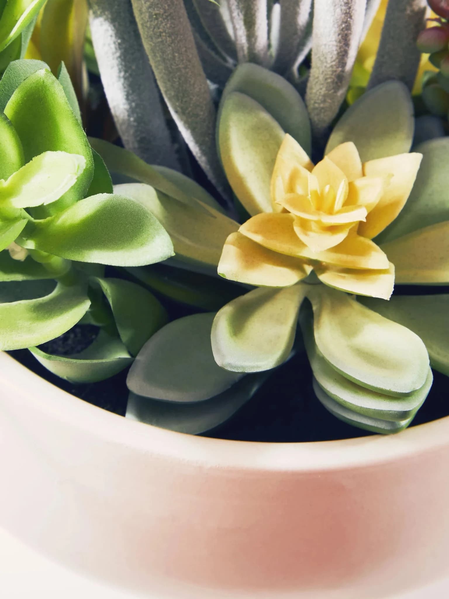 Fiori Mixed Succulents In Large White Ceramic Pot - Decorative, photo 2 of 8