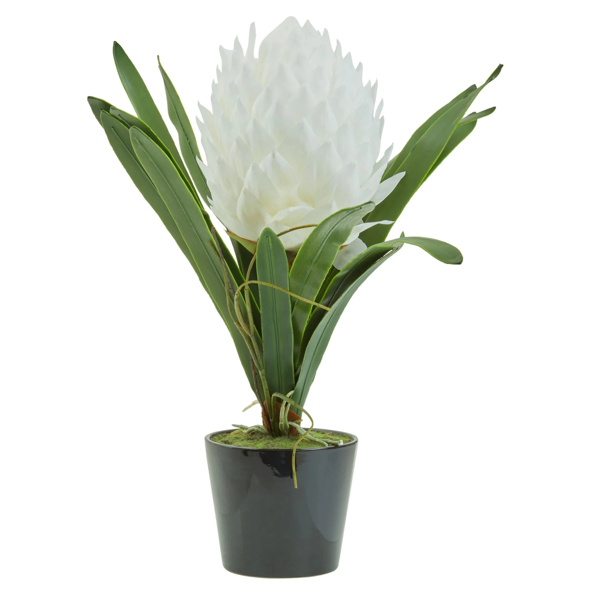 Fiori White Tropical Plant in Black Pot - Decorative, photo 8 of 8