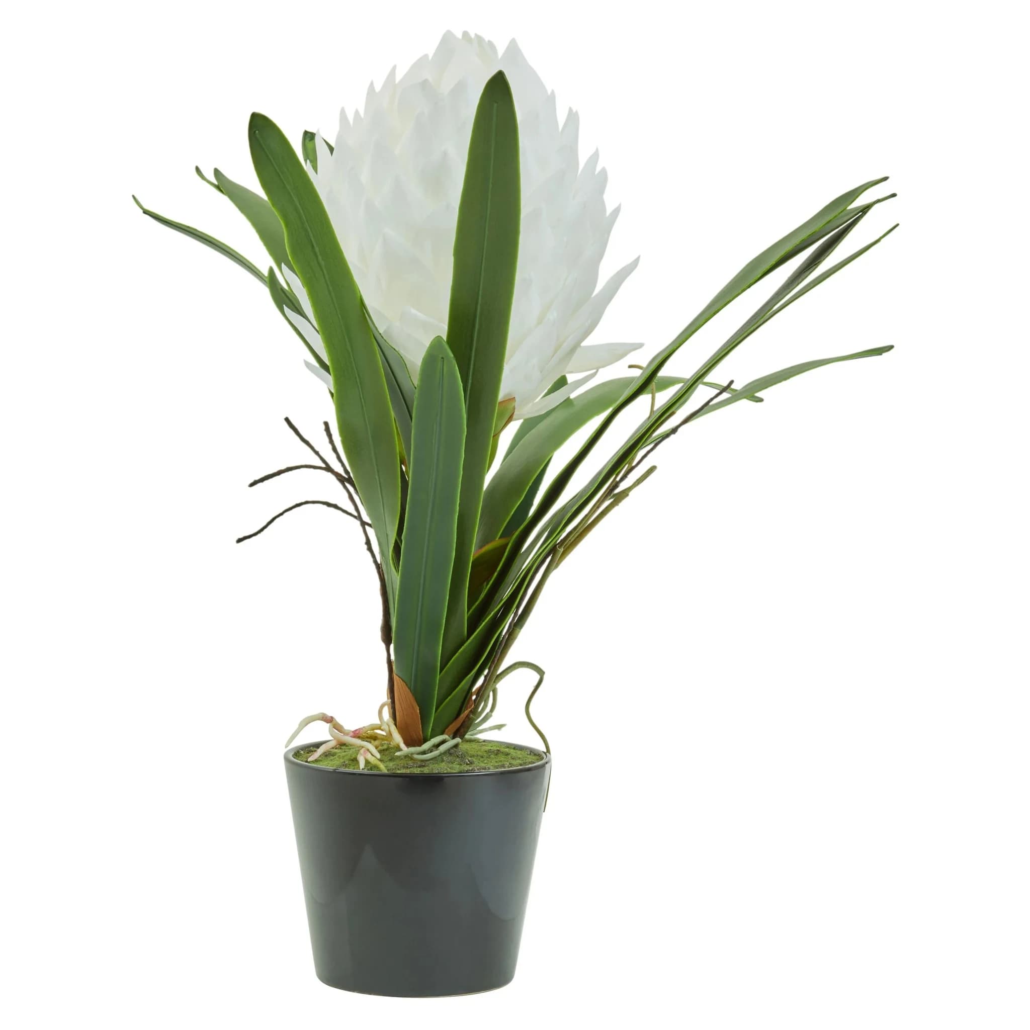 Fiori White Tropical Plant in Black Pot - Decorative, photo 7 of 8
