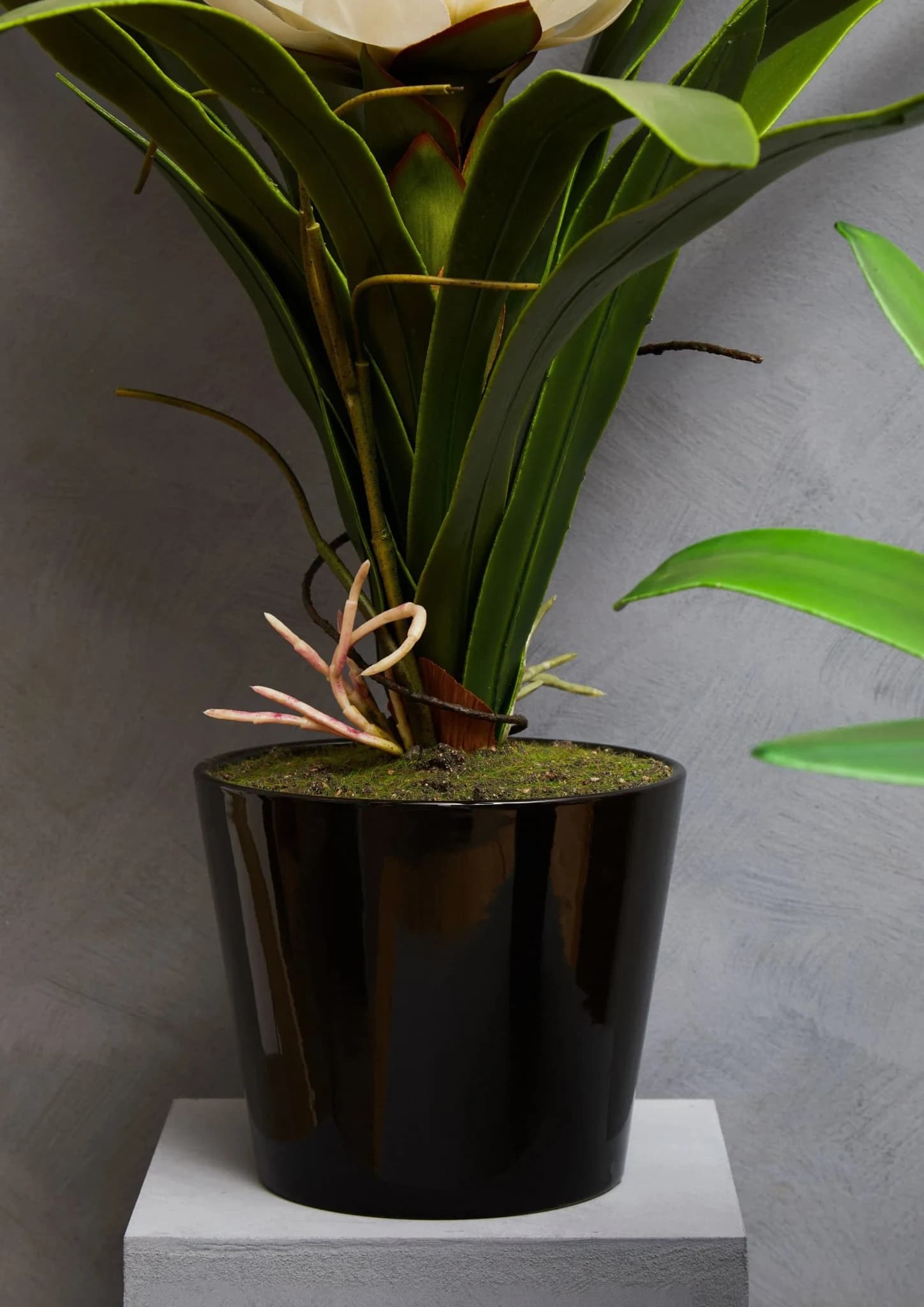 Fiori White Tropical Plant in Black Pot - Decorative, photo 2 of 8
