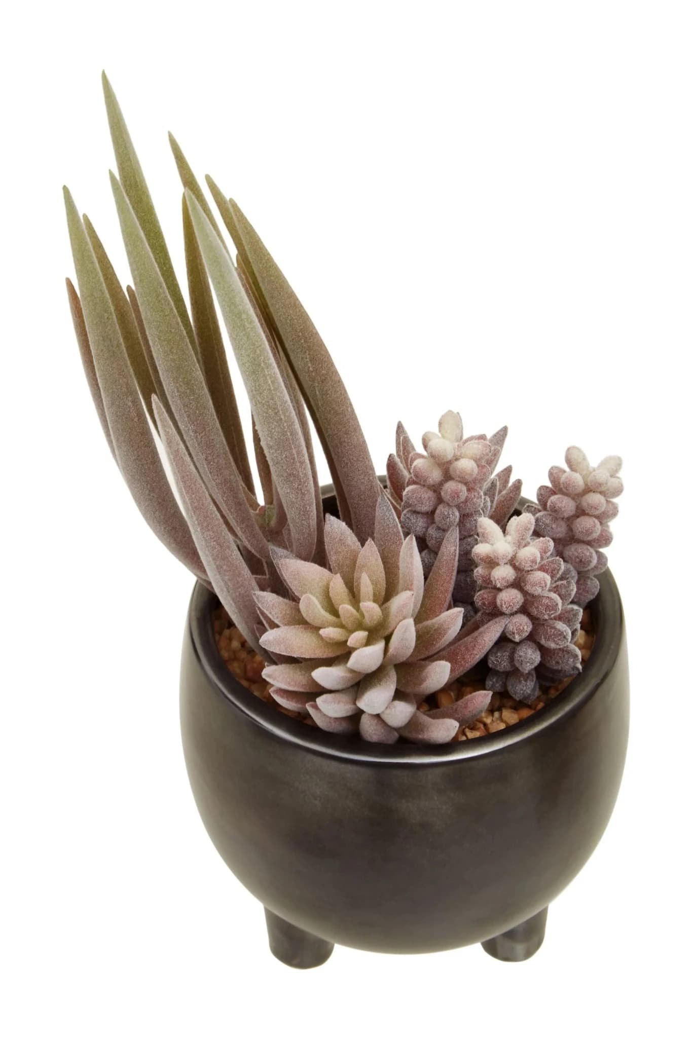 Fiori Mixed Succulents In Small Grey Ceramic Pot - Decorative, photo 7 of 8