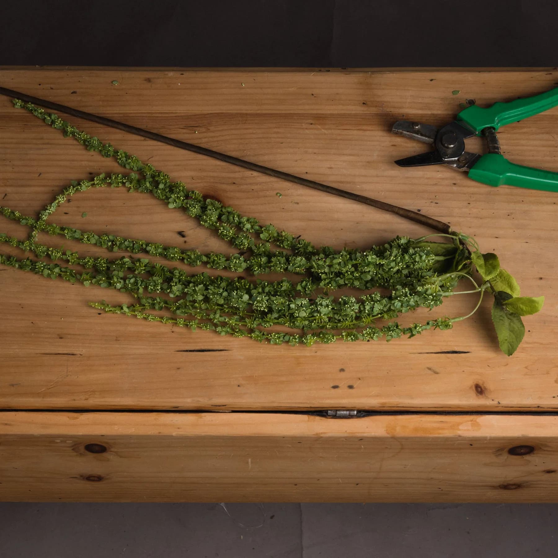 Green Amaranthus — Pack of 5 - Artificial plants & flowers, photo 3 of 6