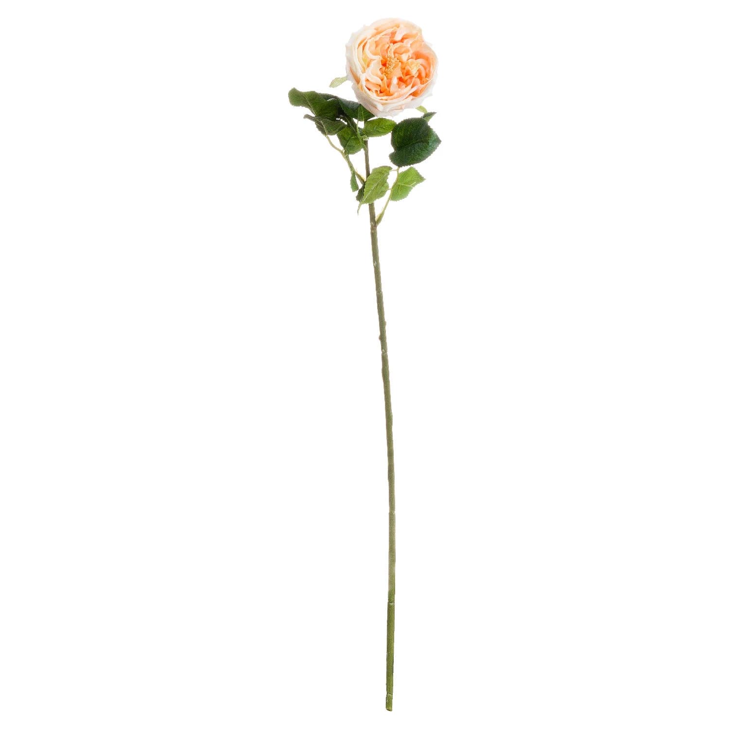 Butter Portland Rose — Pack of 5 - Artificial plants & flowers, photo 2 of 2