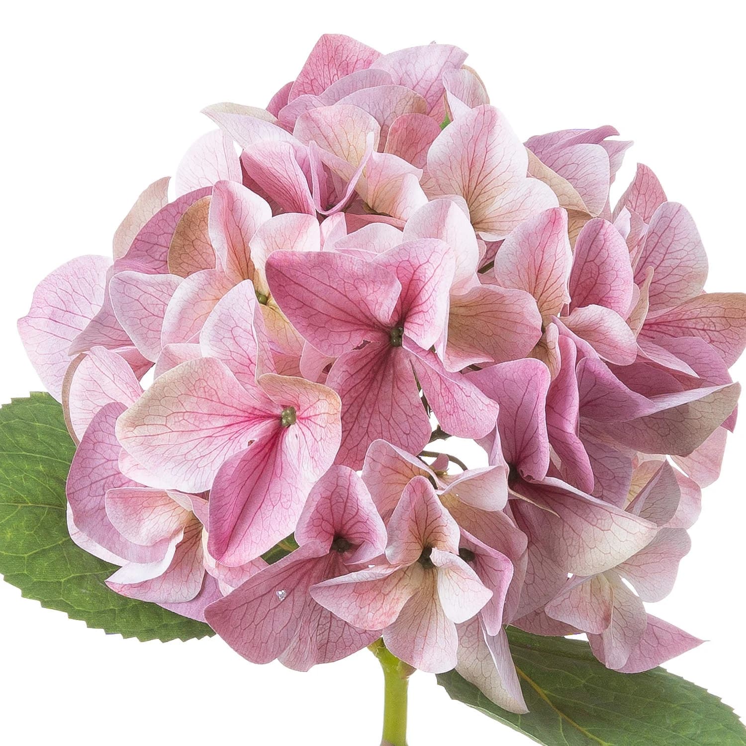 Shabby Pink Single Hydrangea — Pack of 5 - Artificial plants & flowers, photo 3 of 5