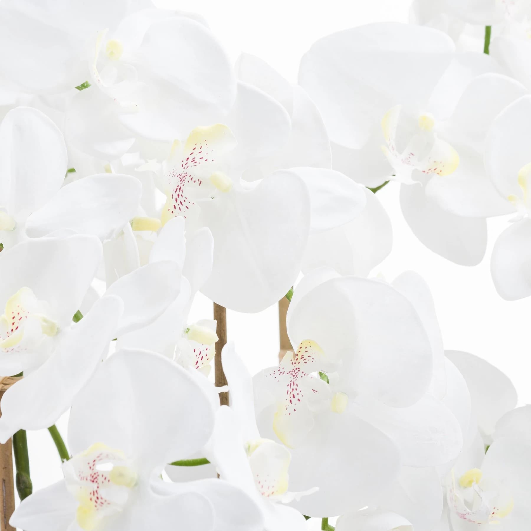 Large White Tall Orchid In Glass Pot - Decorative, photo 2 of 3