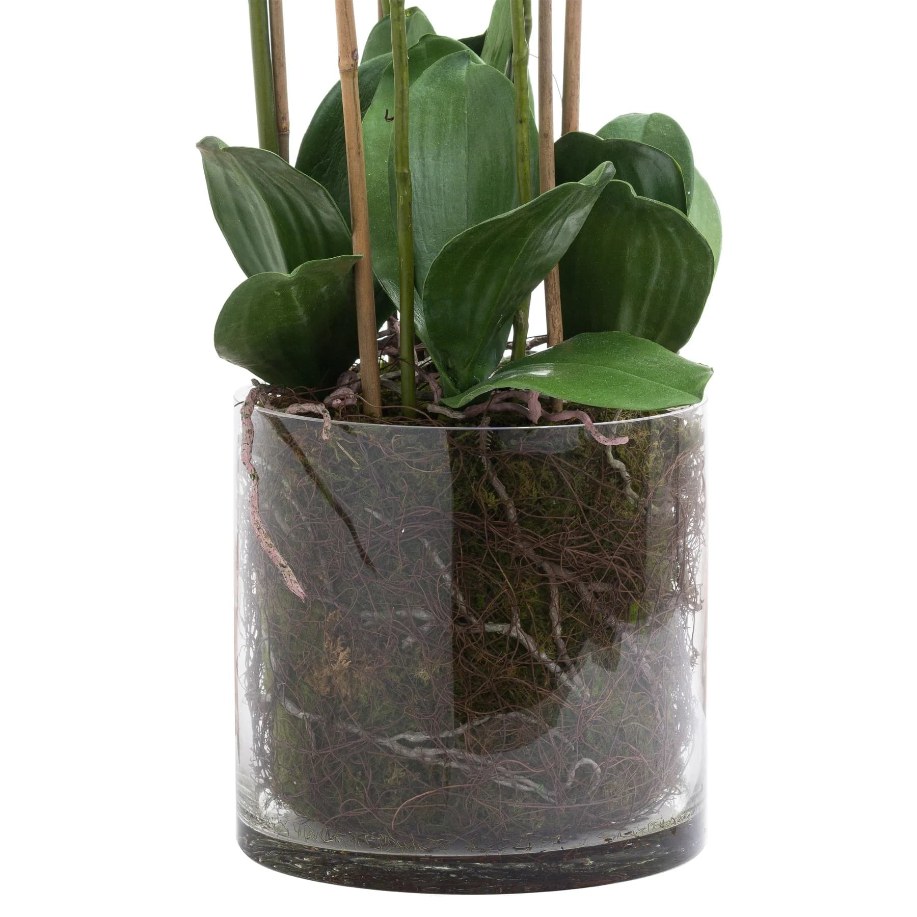 Large White Tall Orchid In Glass Pot - Decorative, photo 3 of 3