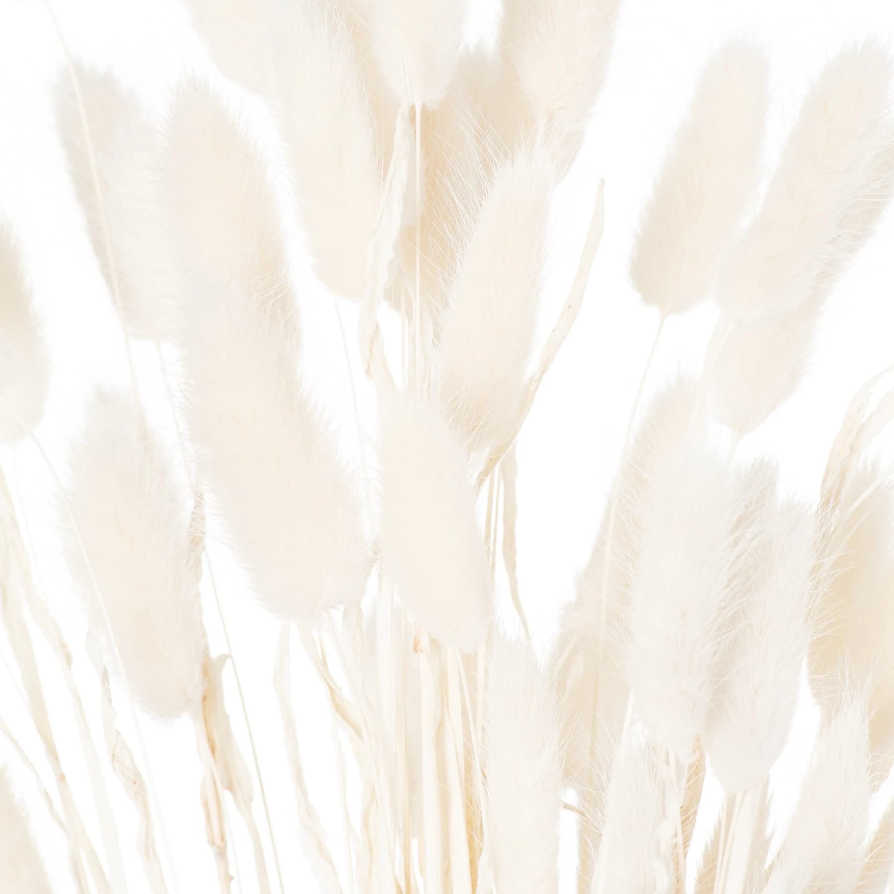 Dried White Bunny Tail Bunch Of 60 — Pack of 3 - Artificial plants & flowers, photo 3 of 4