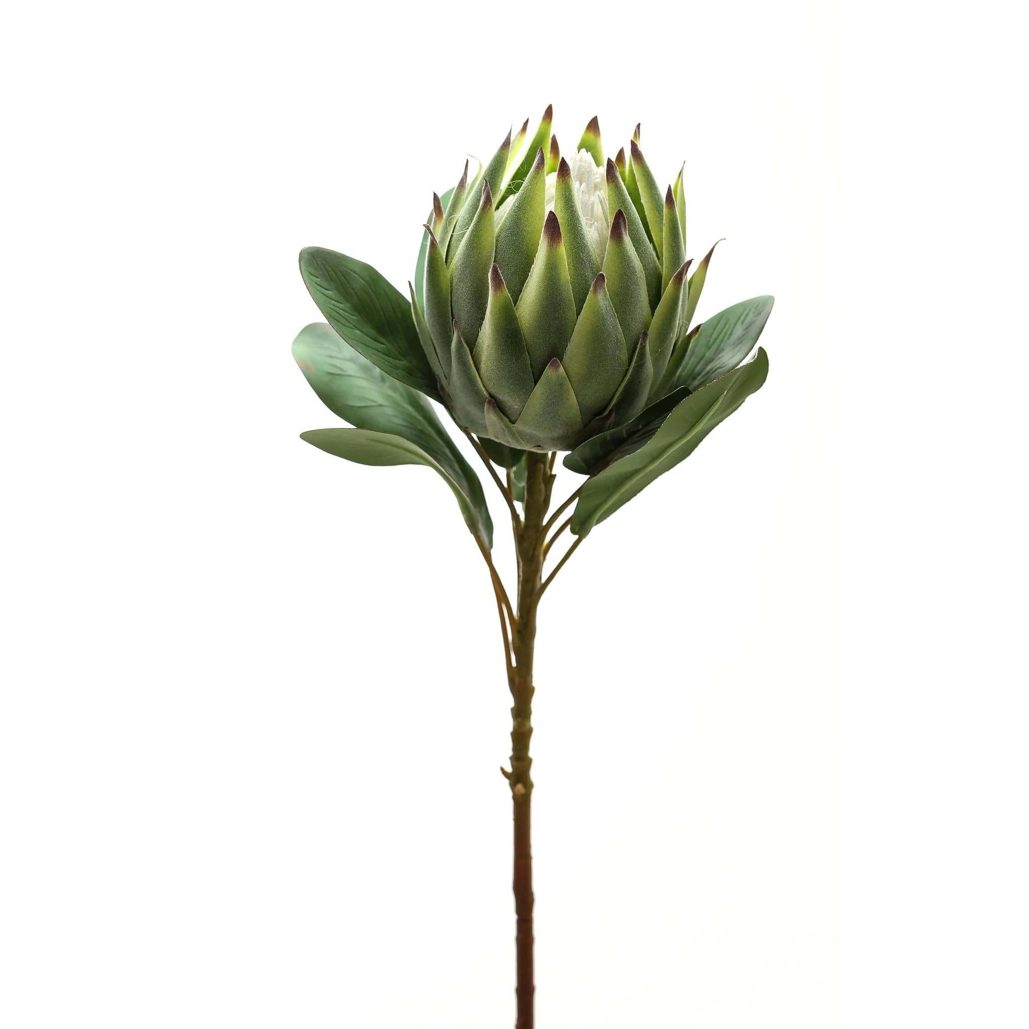 Large Green Protea — Pack of 3 - Artificial plants & flowers, photo 2 of 2