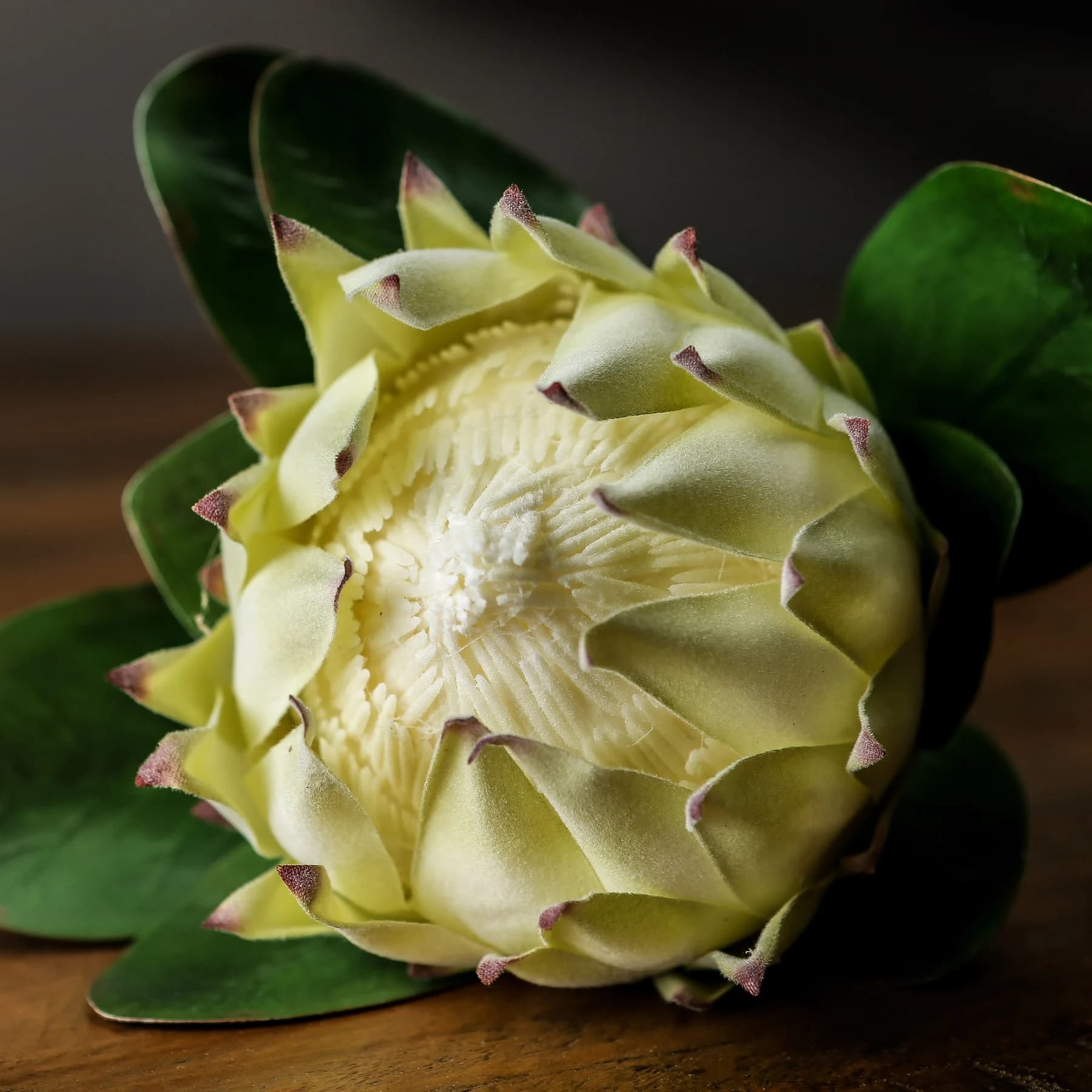 Large White Protea — Pack of 3 - Artificial plants & flowers, photo 2 of 4