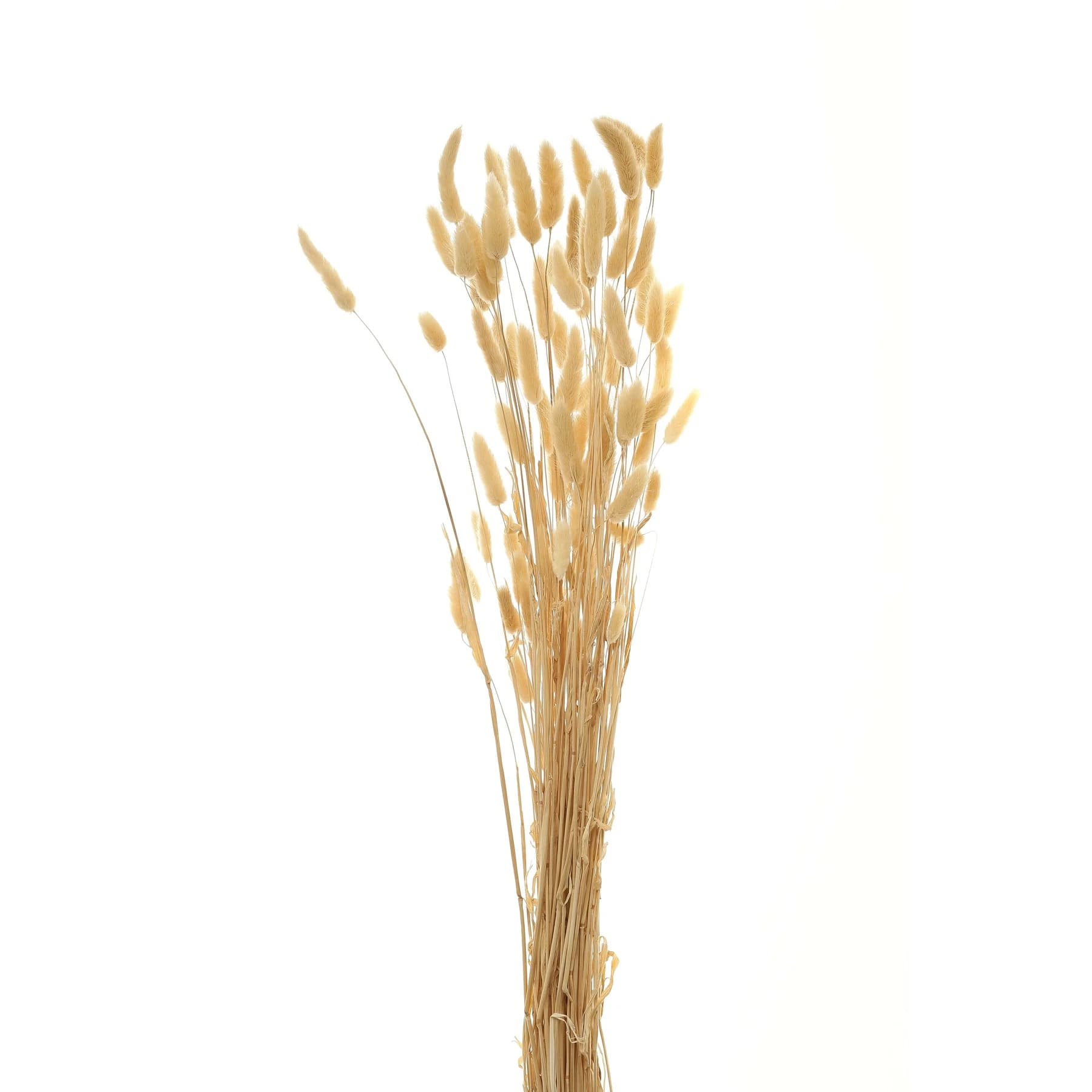 Bouquet Of Tall Bunny Tails - Vases, photo 2 of 4