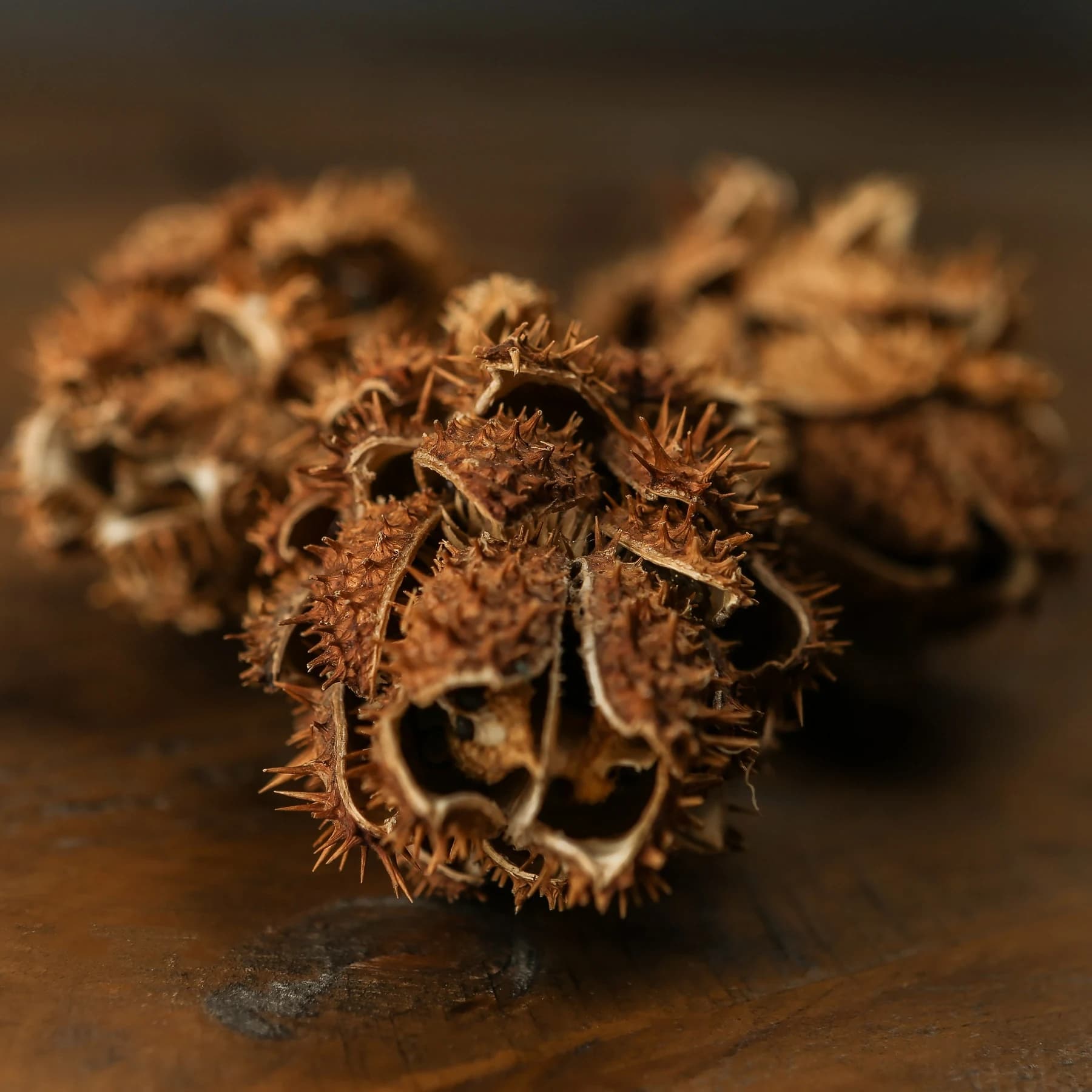 Bouquet Of Dried Protea - Artificial plants & flowers, photo 3 of 5