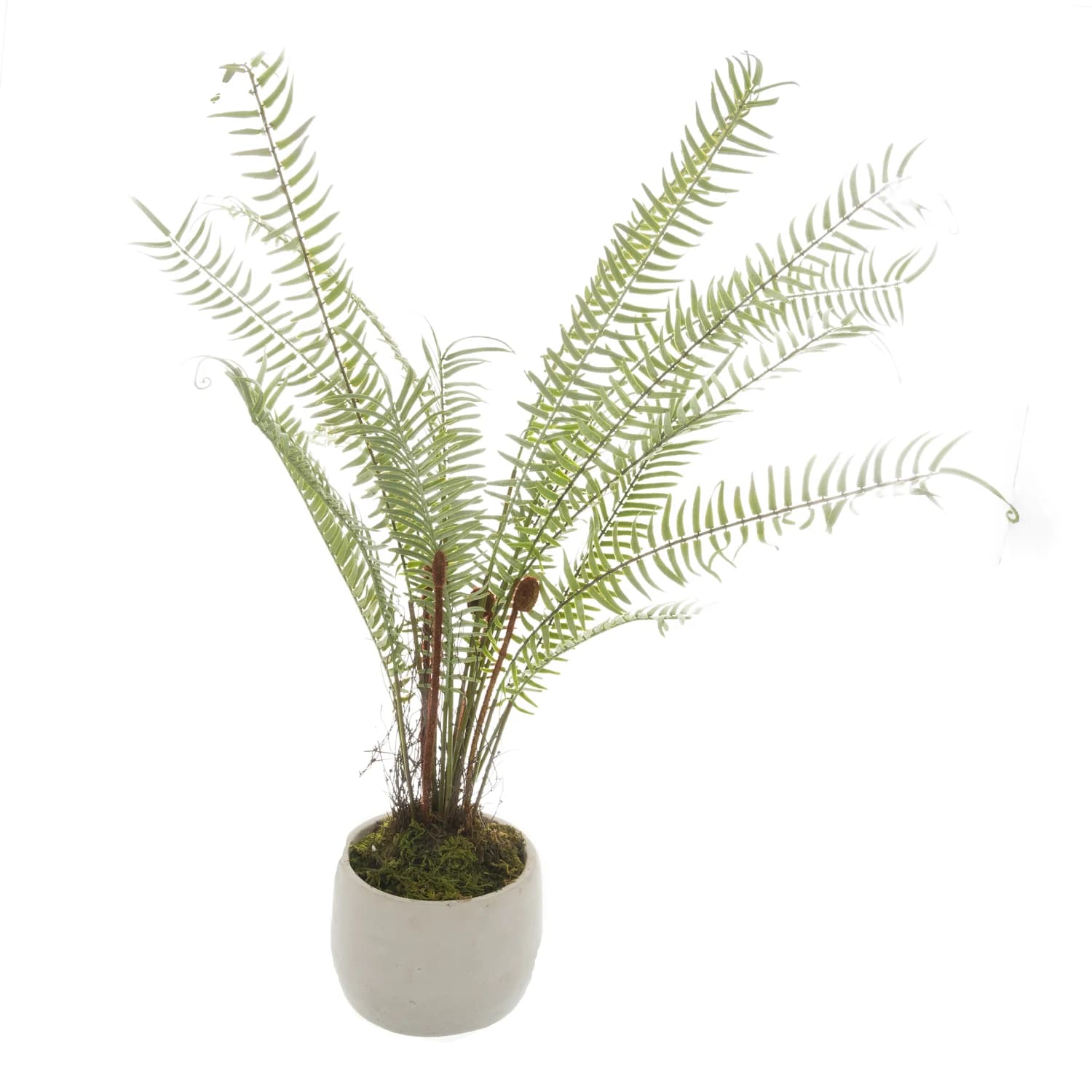 White Potted Boston Fern — Pack of 3 - Artificial plants & flowers, photo 2 of 4
