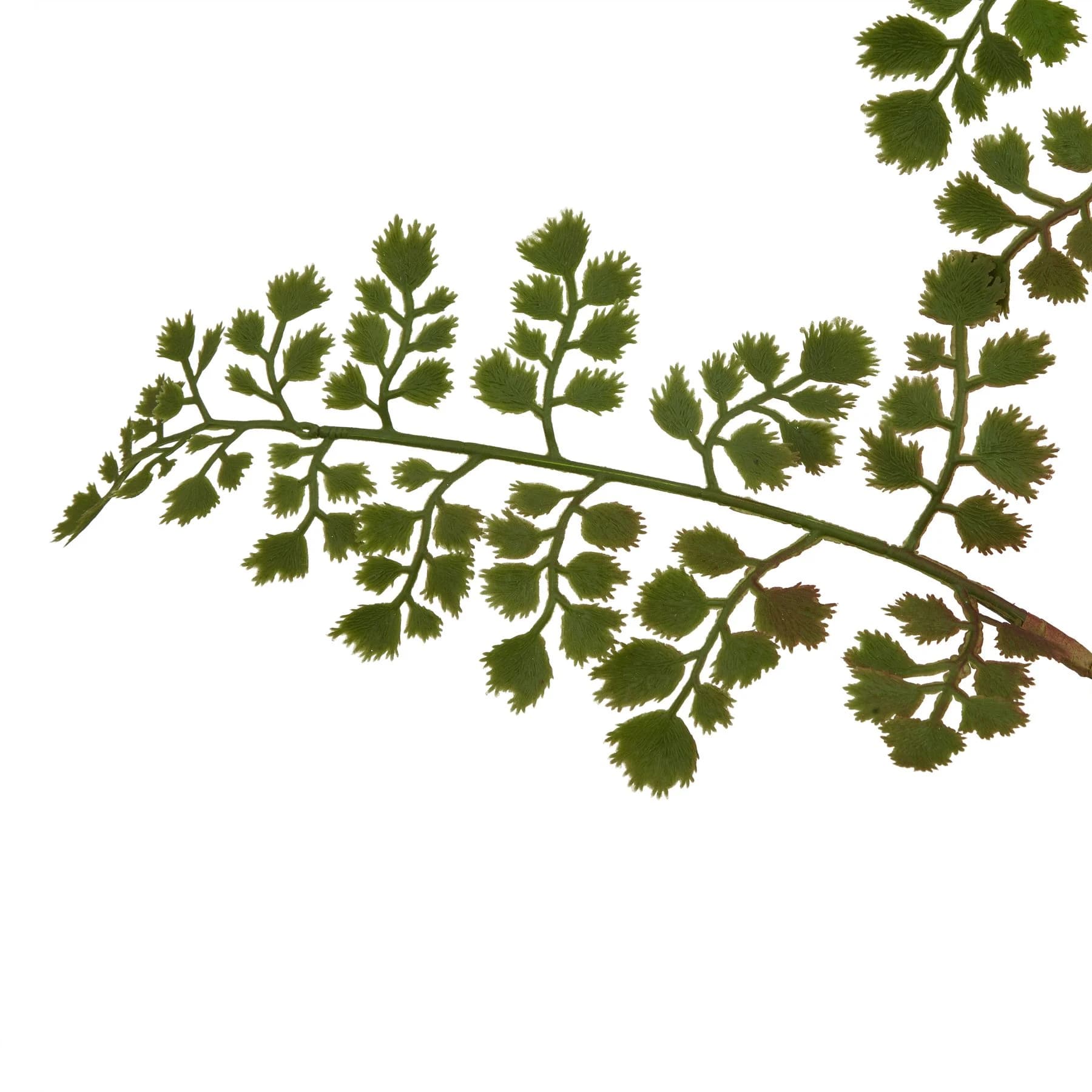The Natural Garden Collection Maidenhair Fern Stem — Pack of 5 - Artificial plants & flowers, photo 2 of 2