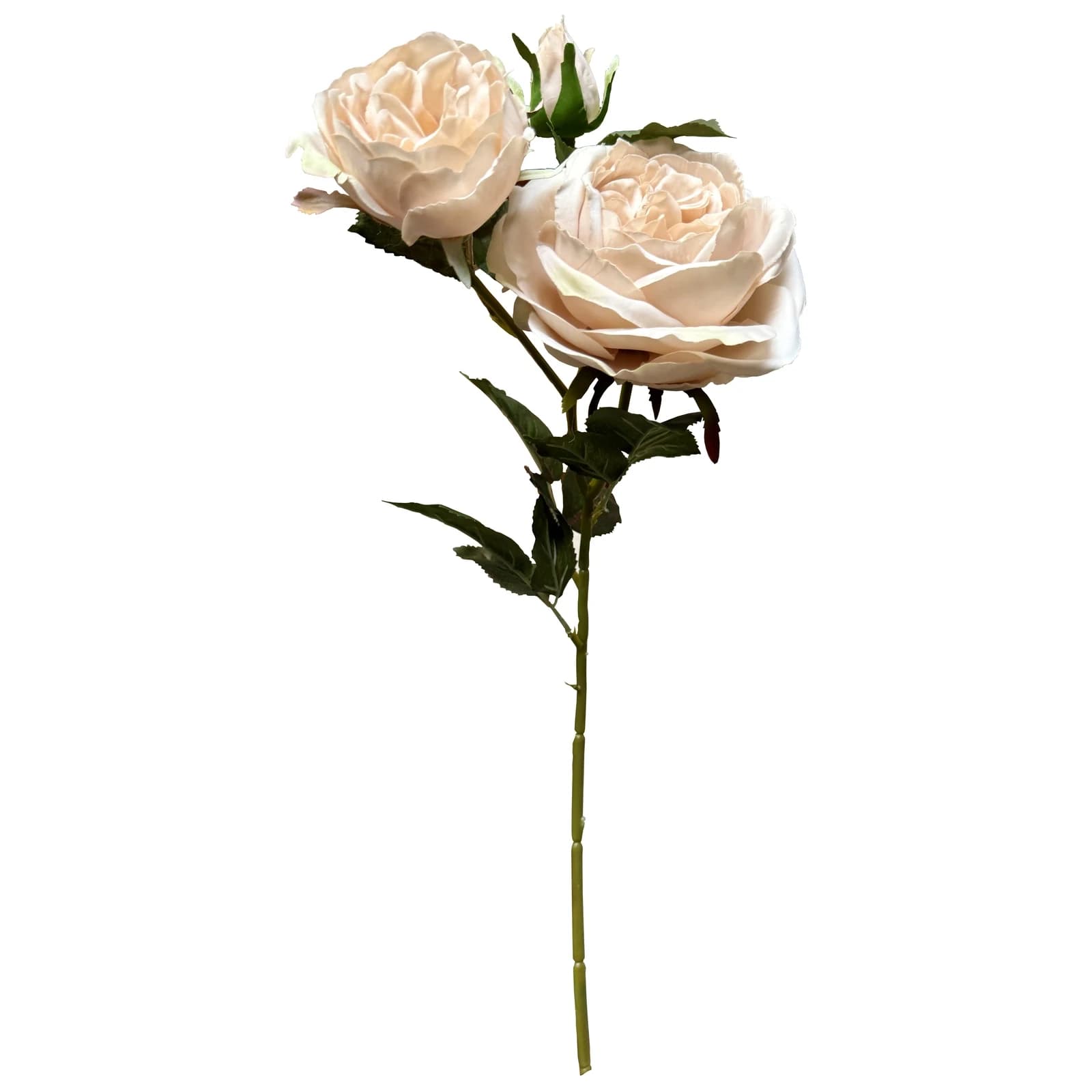 The Natural Garden Collection Palest Blush Charity Rose — Pack of 5 - Artificial plants & flowers, photo 4 of 5